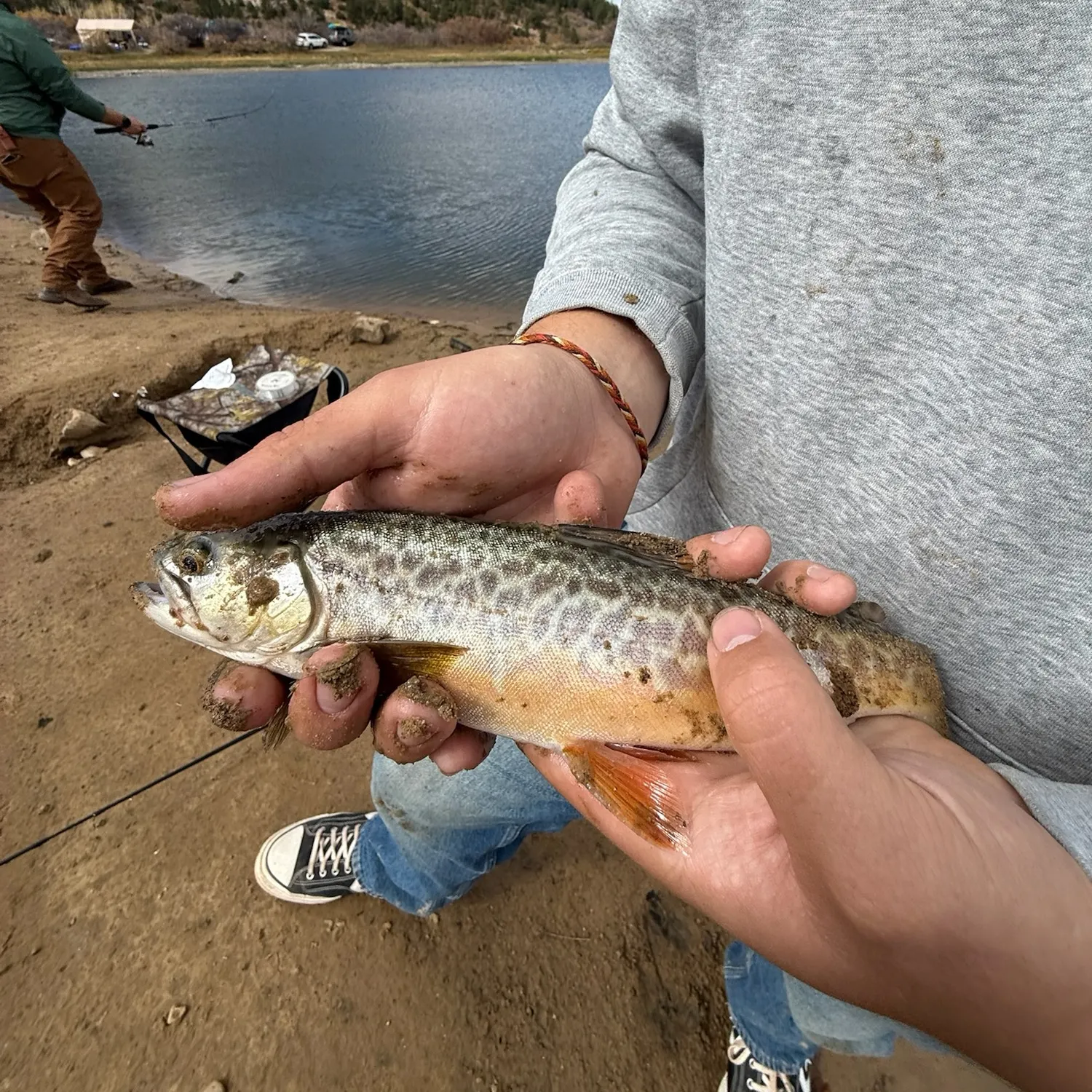 Tiger trout caught on Fishbrain