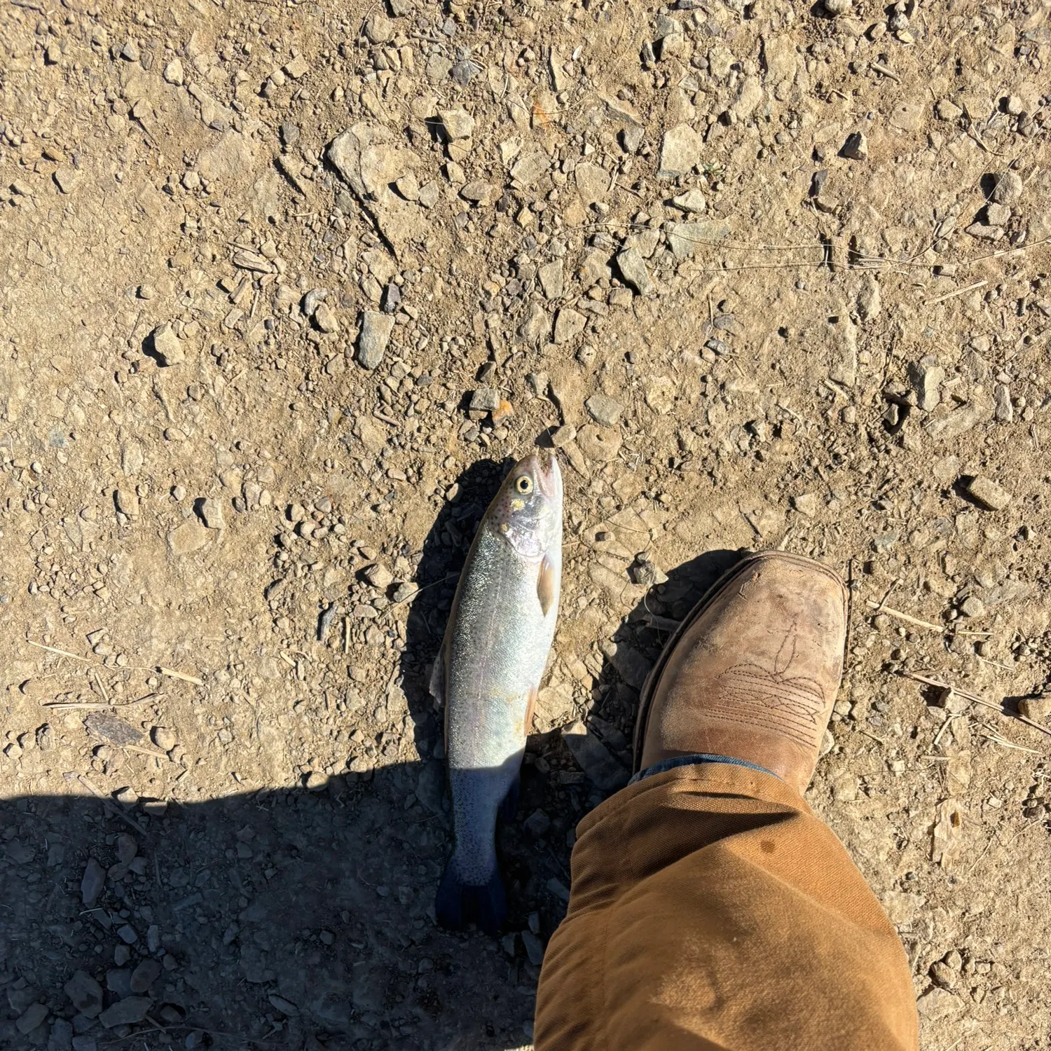 Rainbow trout caught on Fishbrain