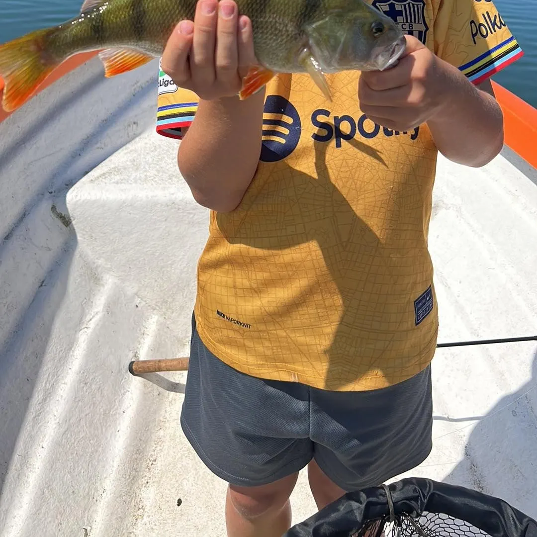 European perch caught on Fishbrain