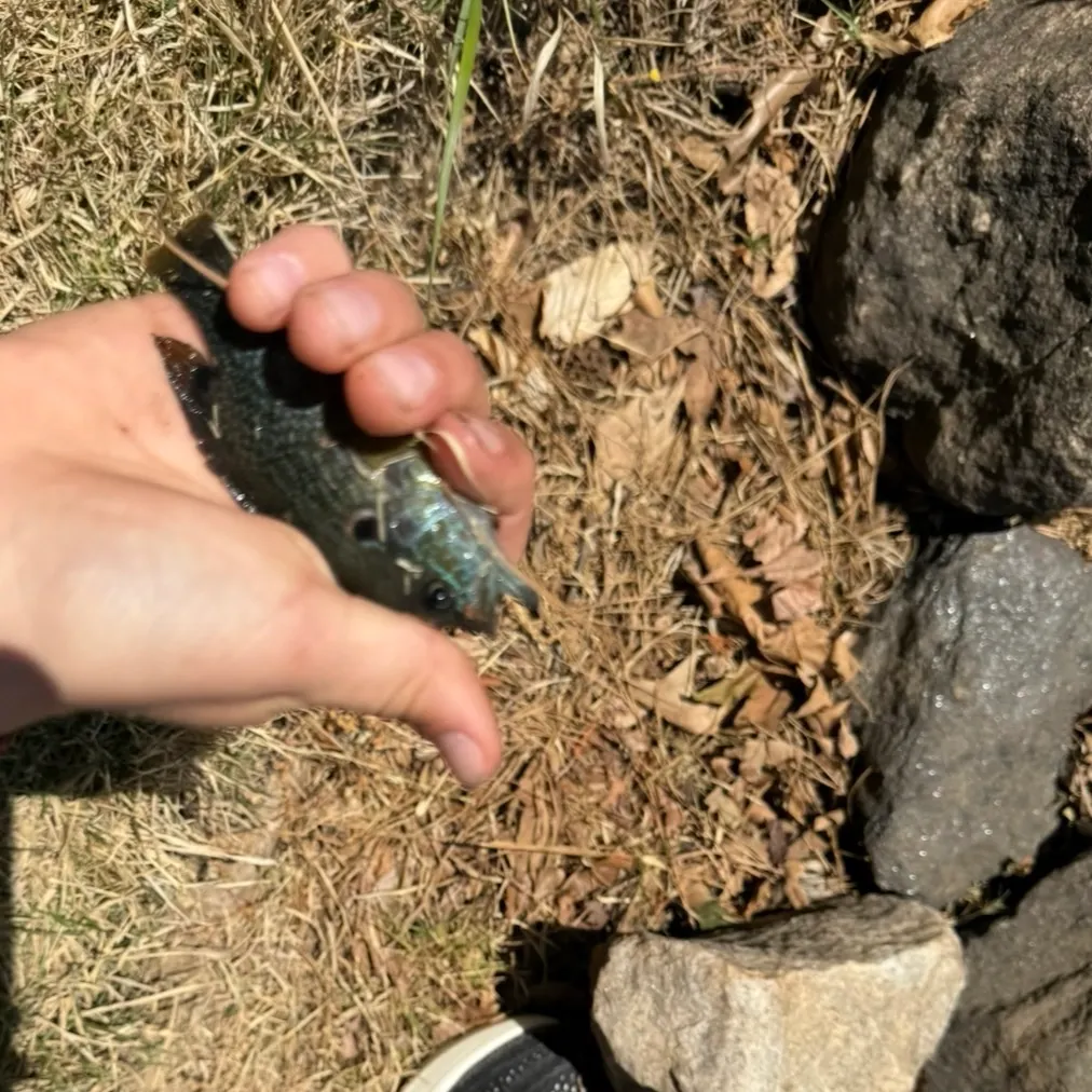 Green sunfish caught on Fishbrain