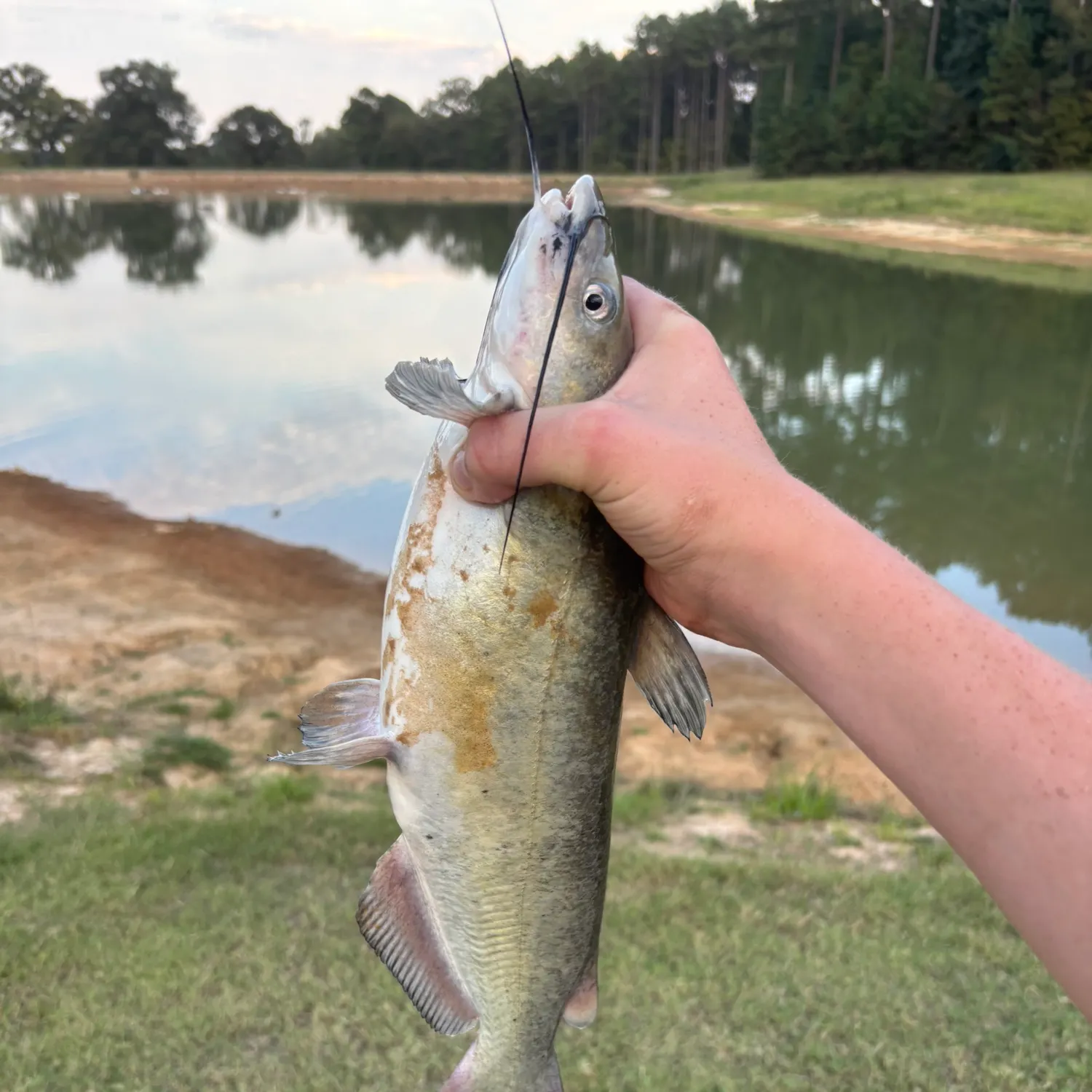 Channel catfish caught on Fishbrain