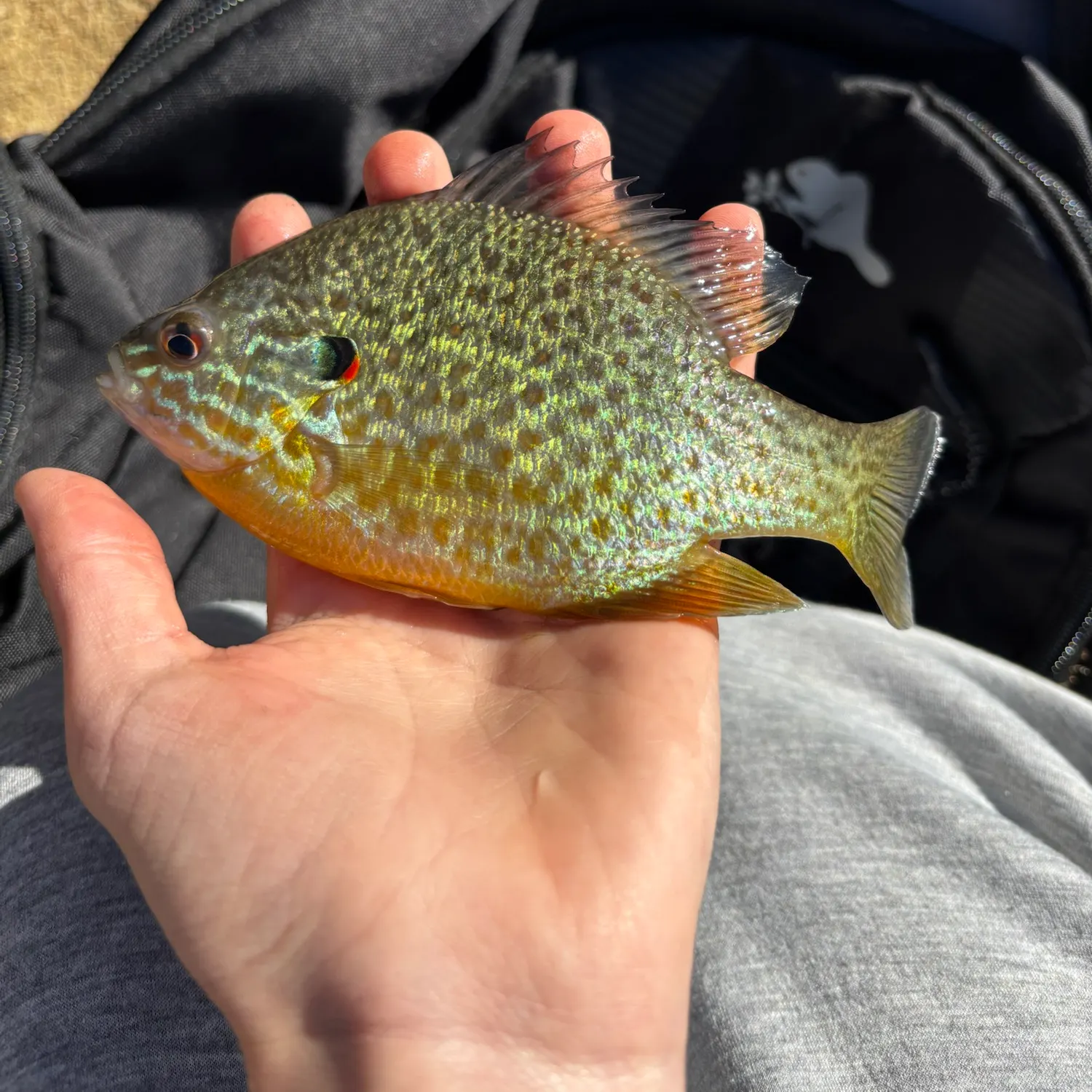 Pumpkinseed caught on Fishbrain