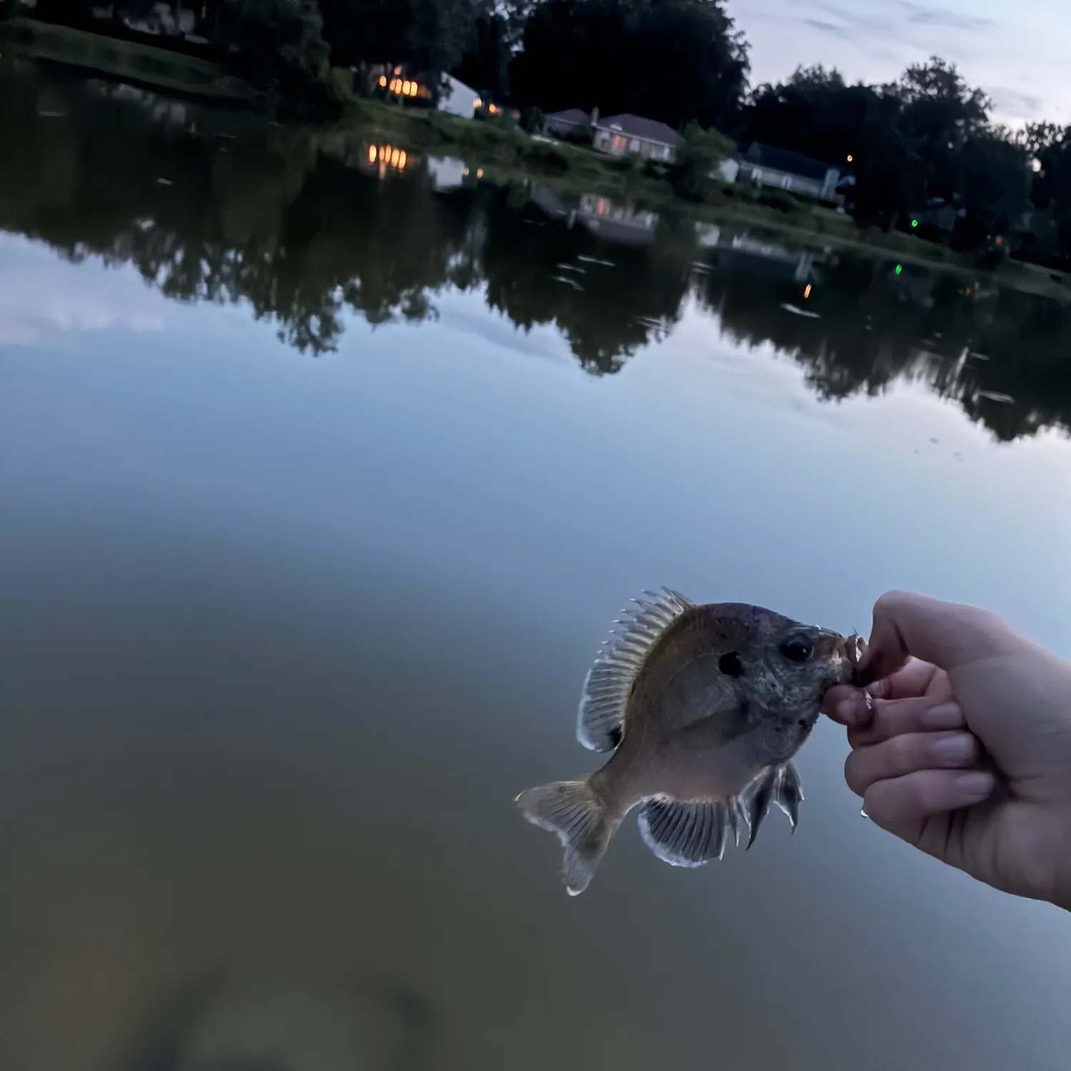 Bluegill caught on Fishbrain