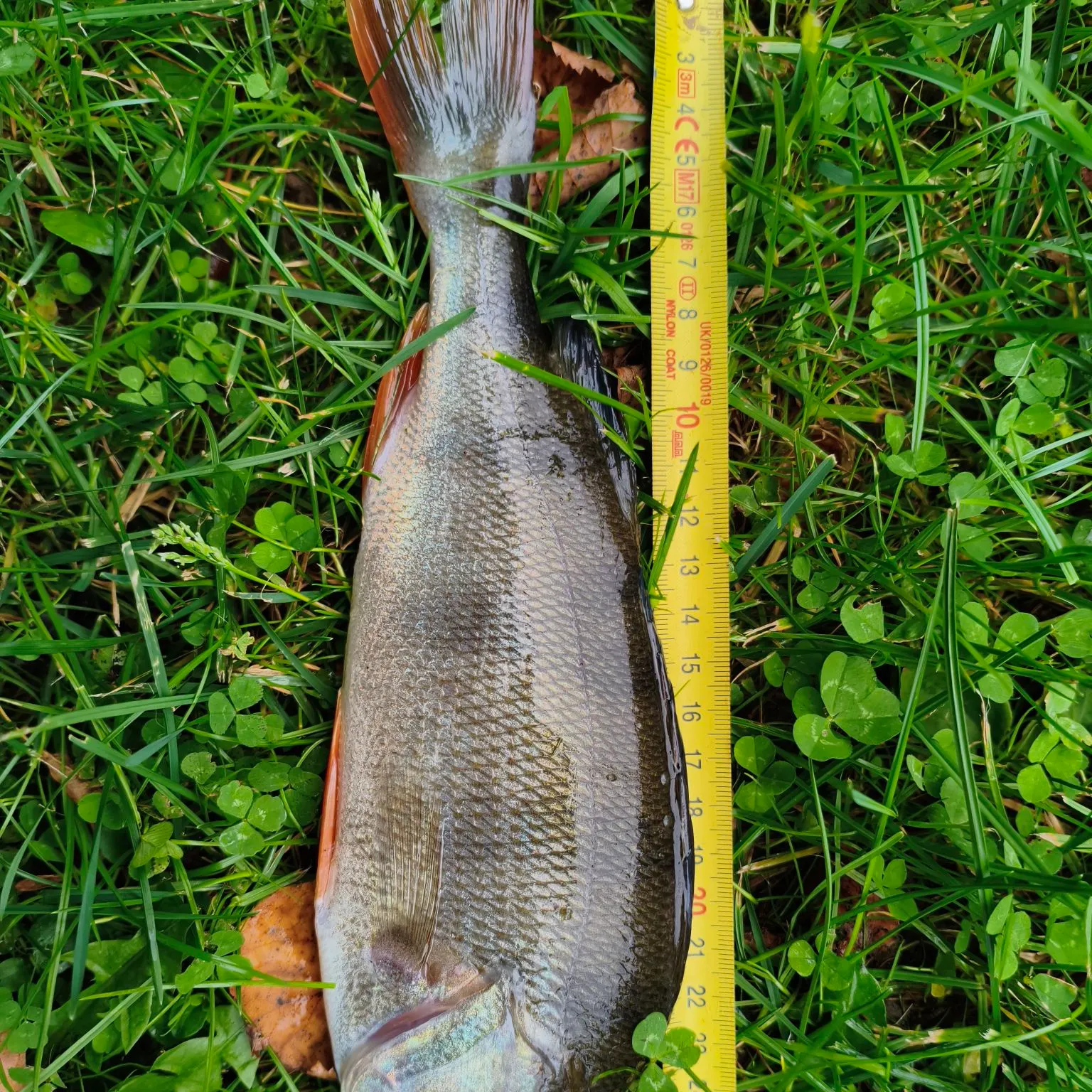 Fish caught on Fishbrain