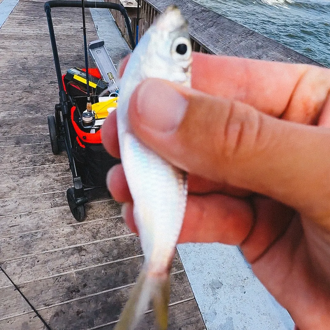 Scaled herring caught on Fishbrain