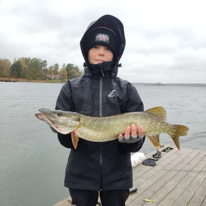 Northern pike caught on Fishbrain