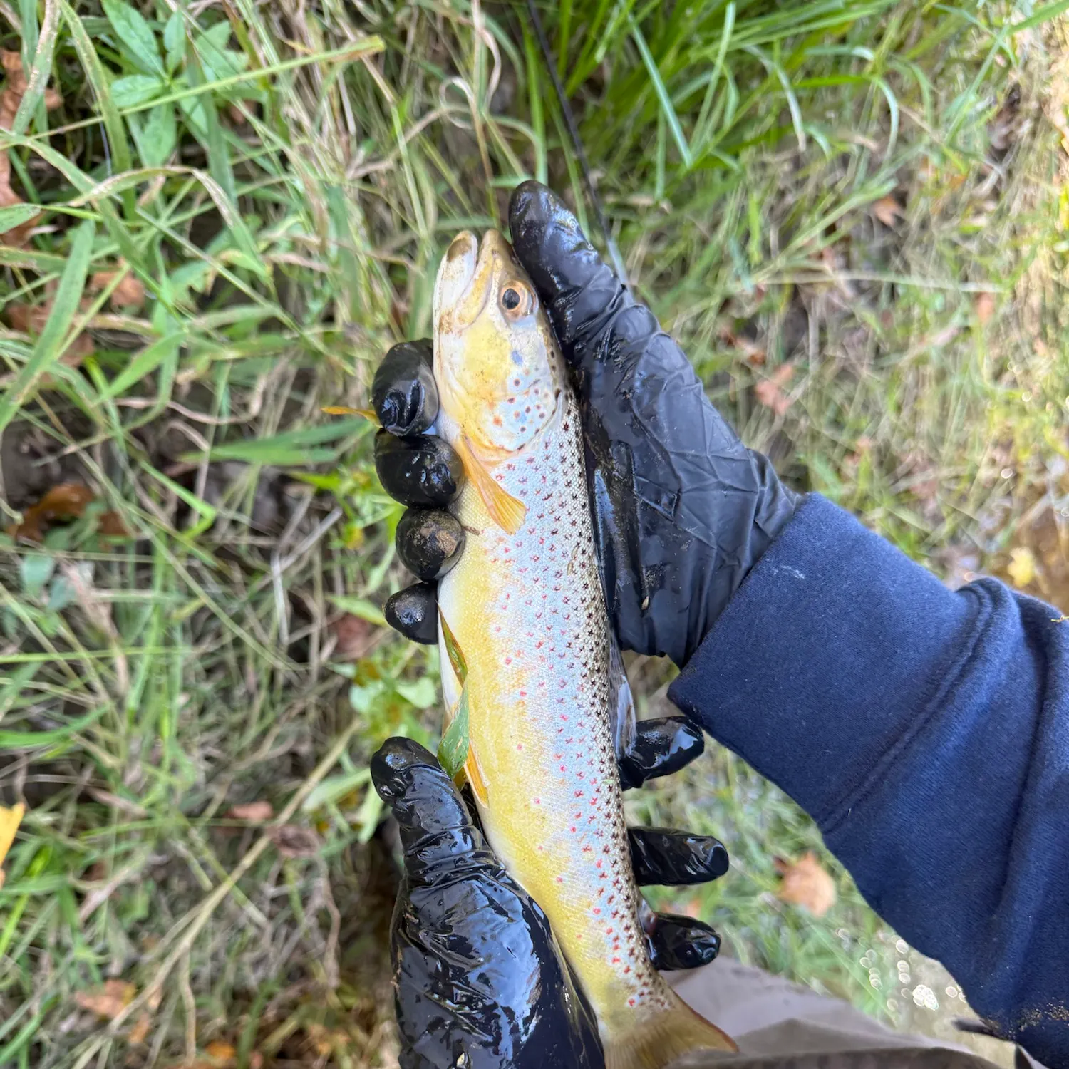 Brown trout caught on Fishbrain