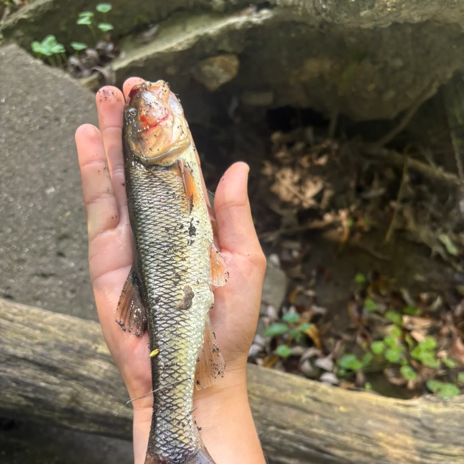 Creek chub caught on Fishbrain