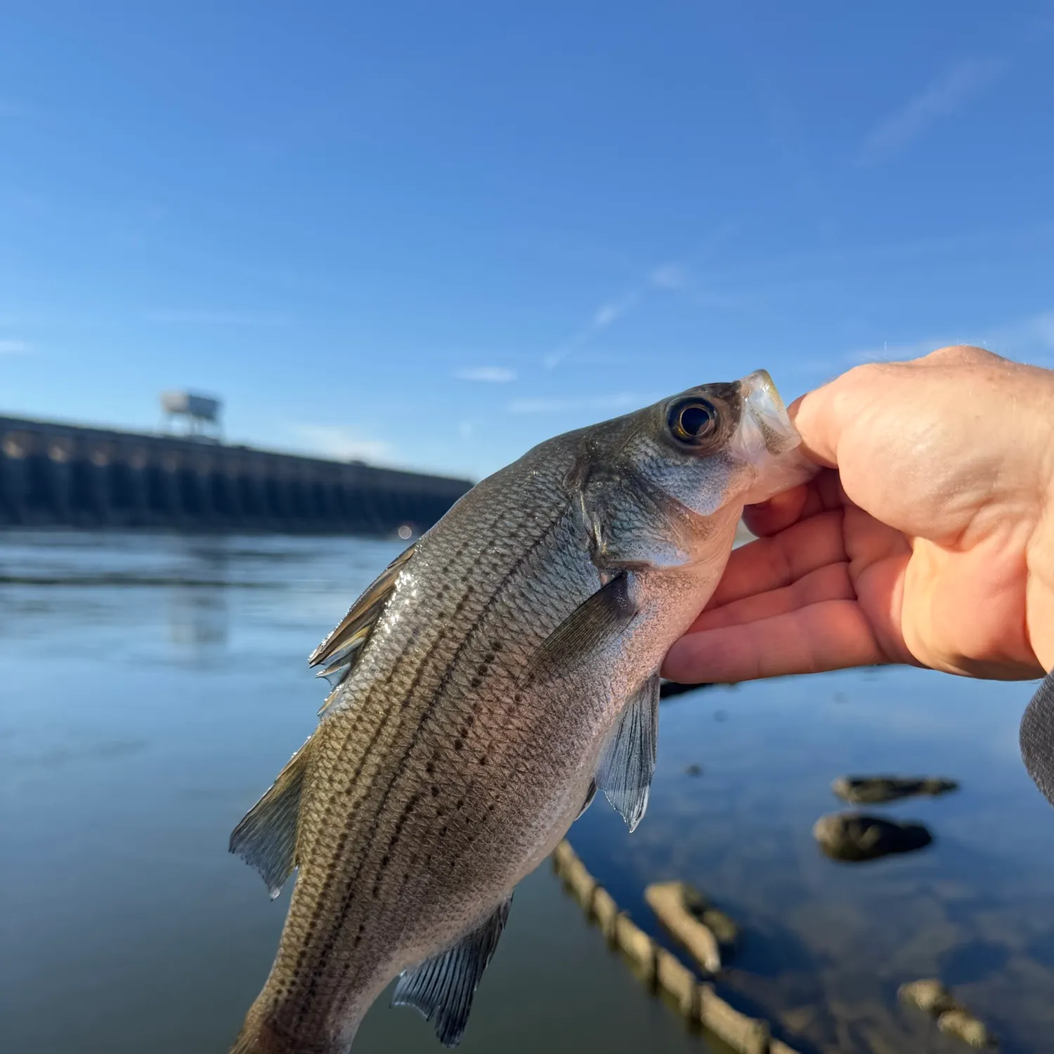 White bass caught on Fishbrain