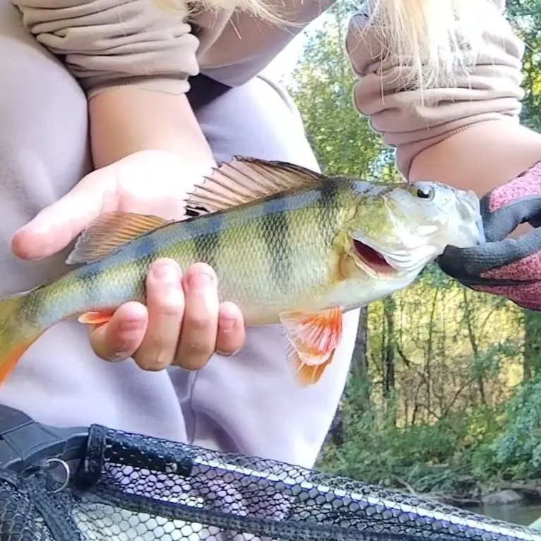 European perch caught on Fishbrain