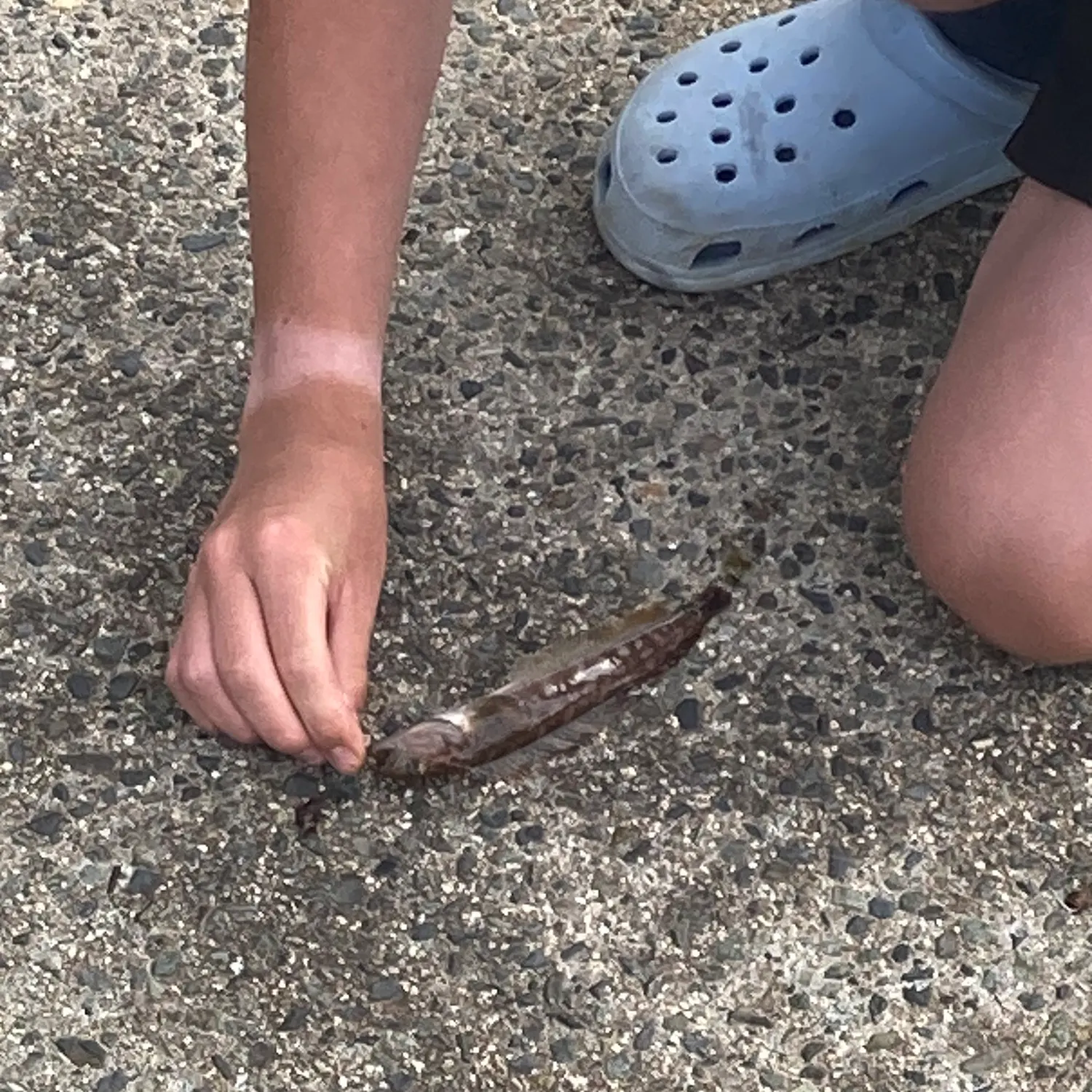 The most recent Shimofuri goby catches on Fishbrain