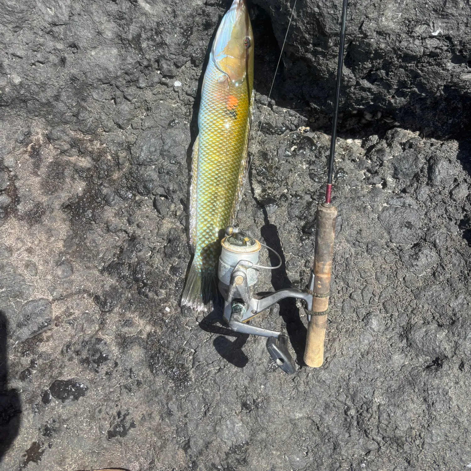 The most recent Cigar wrasse catches on Fishbrain