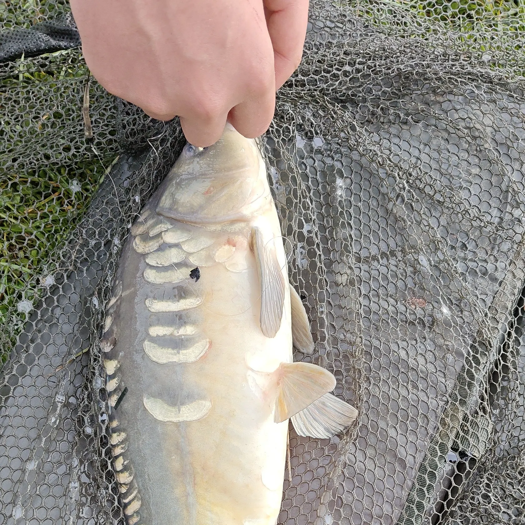 Mirror carp caught on Fishbrain