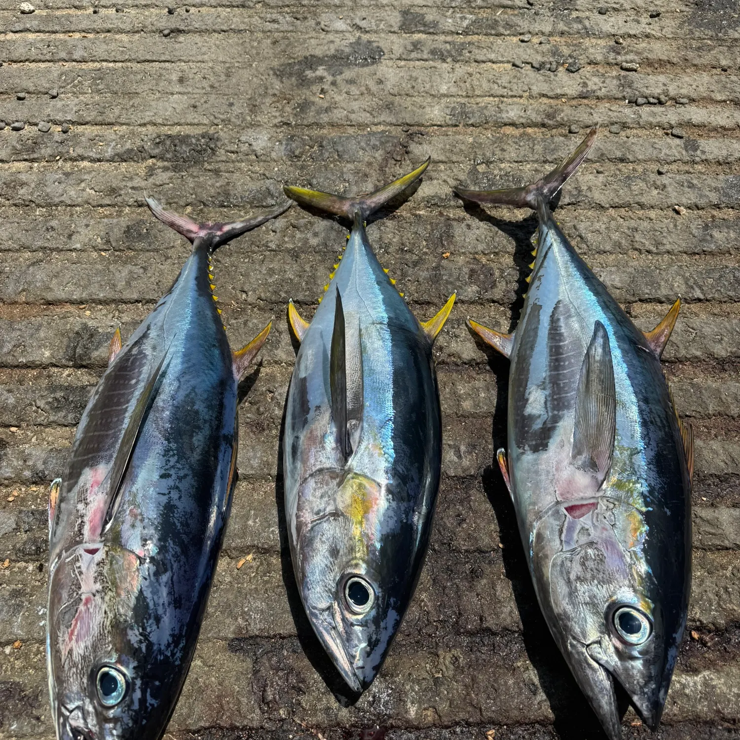 The most recent Yellowfin tuna catches on Fishbrain