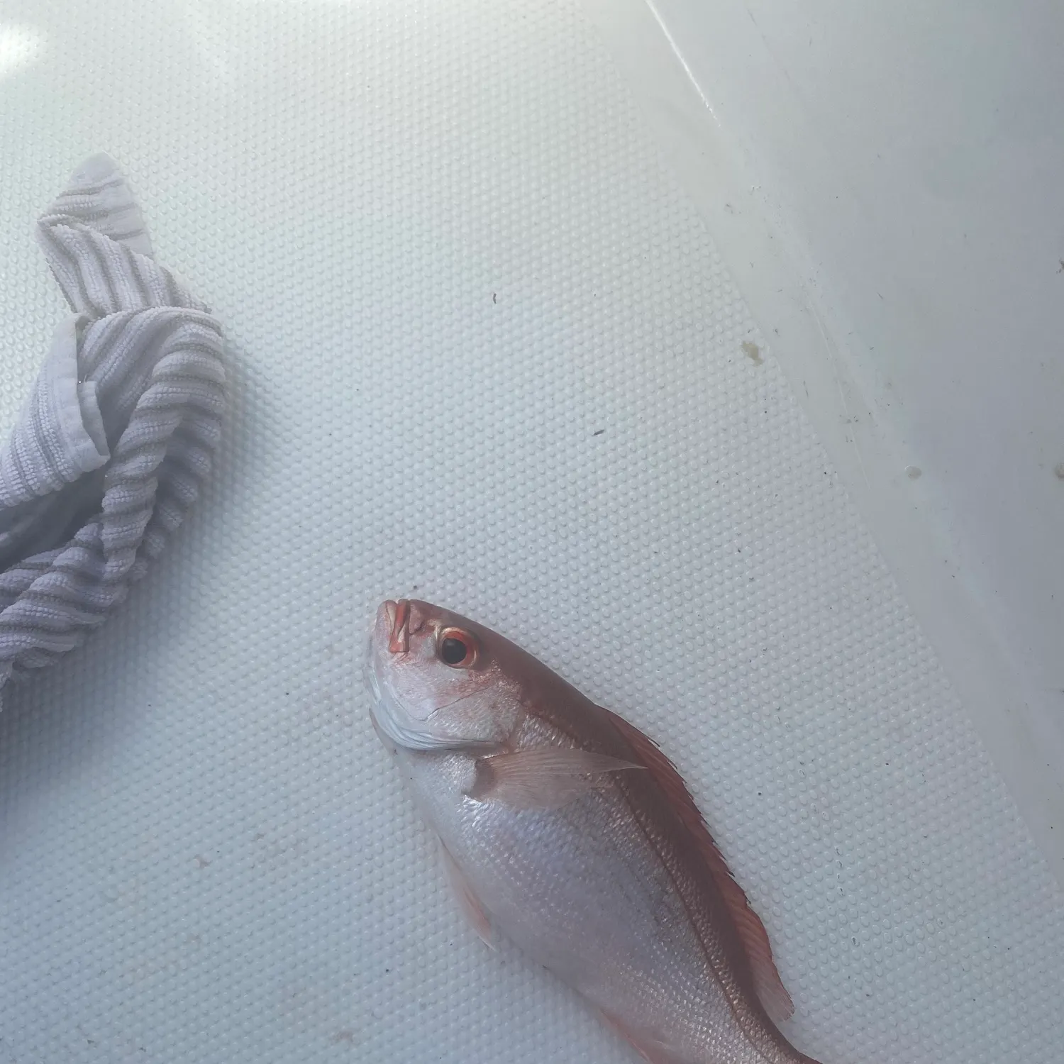 The most recent Vermilion snapper catches on Fishbrain