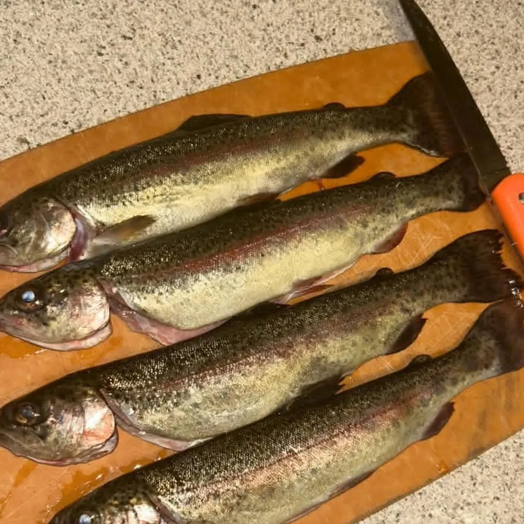 Rainbow trout caught on Fishbrain