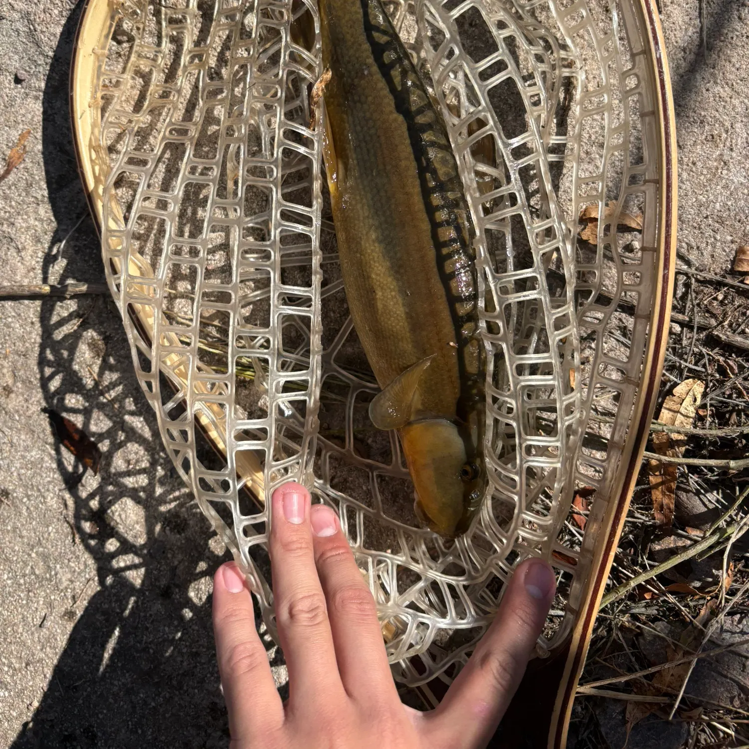 The most recent Desert sucker catches on Fishbrain