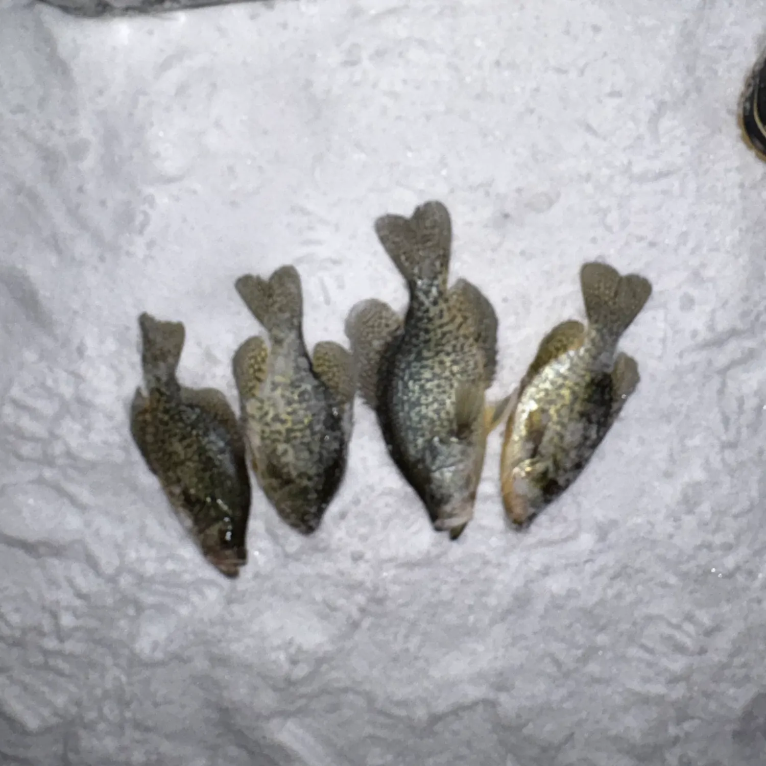 The most recent Black crappie catches on Fishbrain