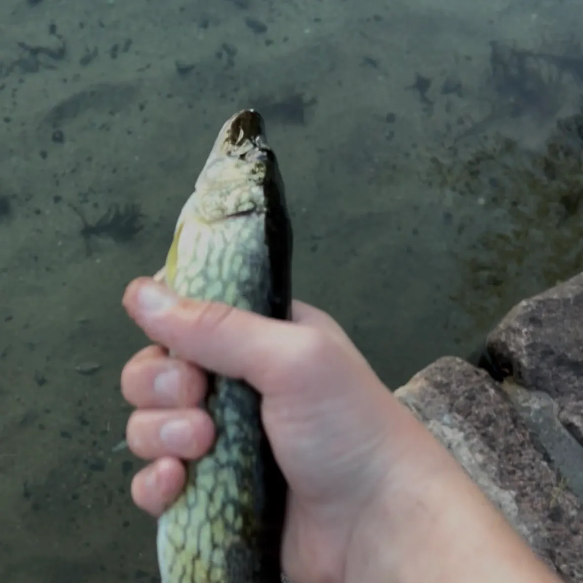 Chain pickerel caught on Fishbrain