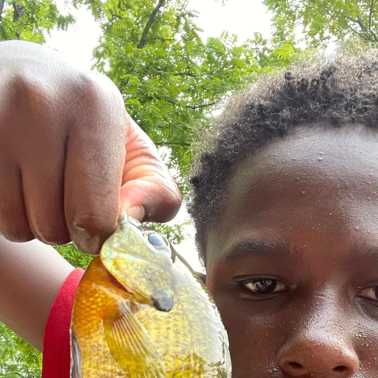 Redbreast sunfish caught on Fishbrain