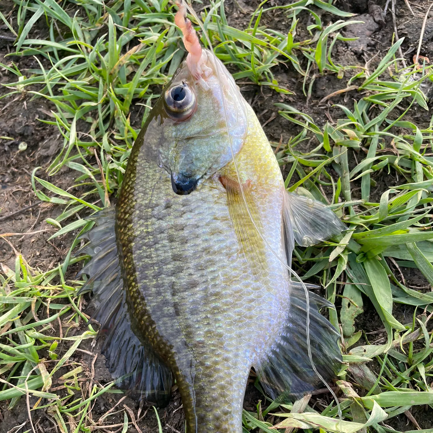 Bluegill caught on Fishbrain