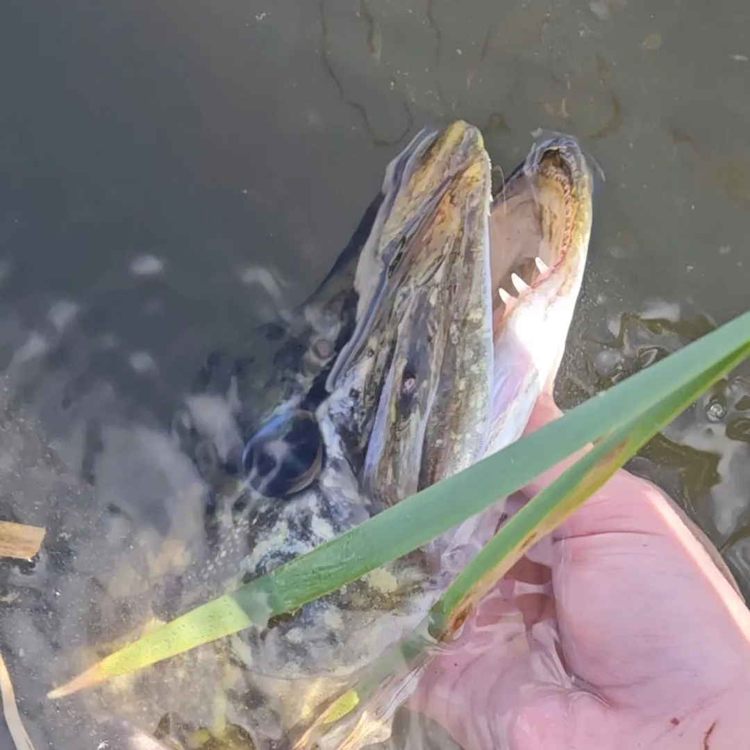 Northern pike caught on Fishbrain