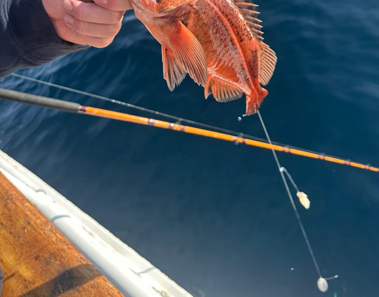 Mexican rockfish