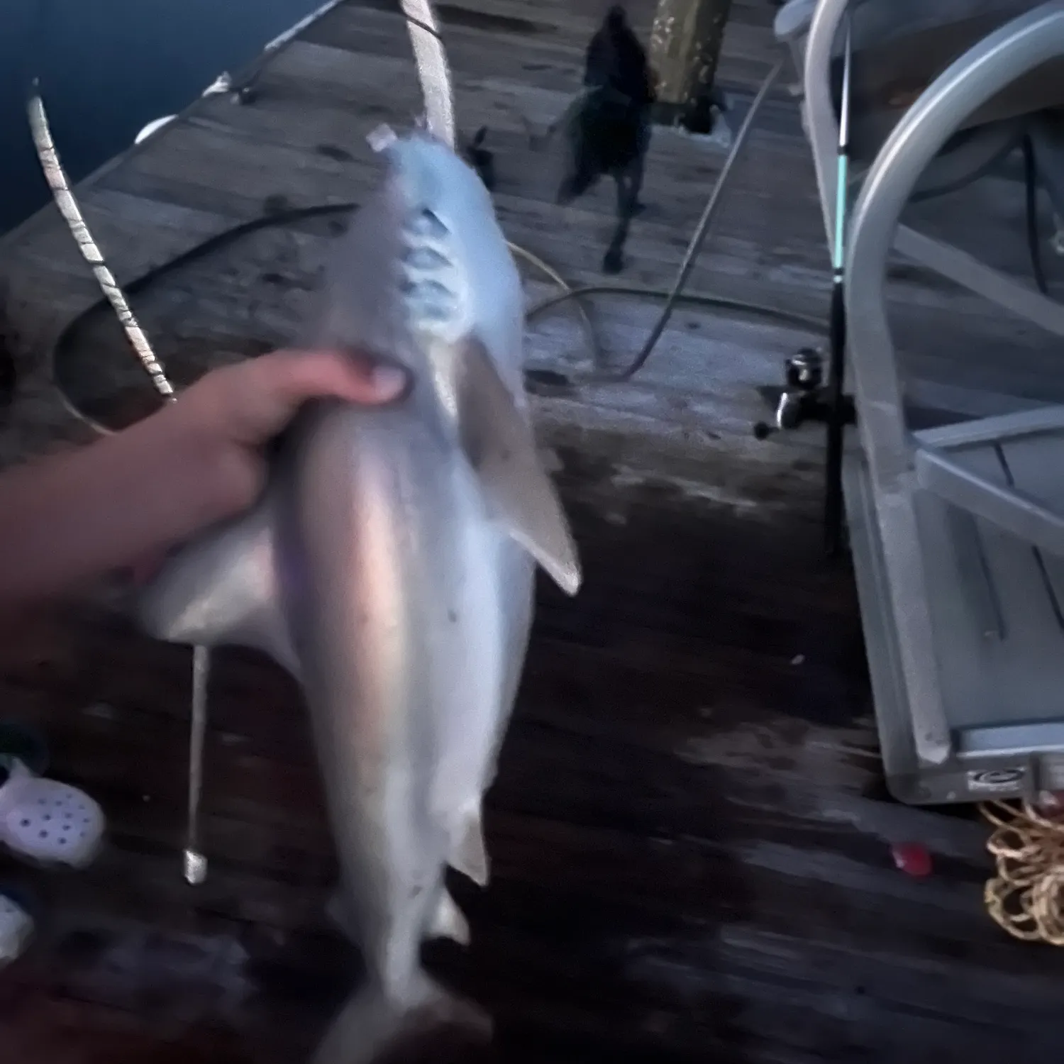 Blacktip shark caught on Fishbrain