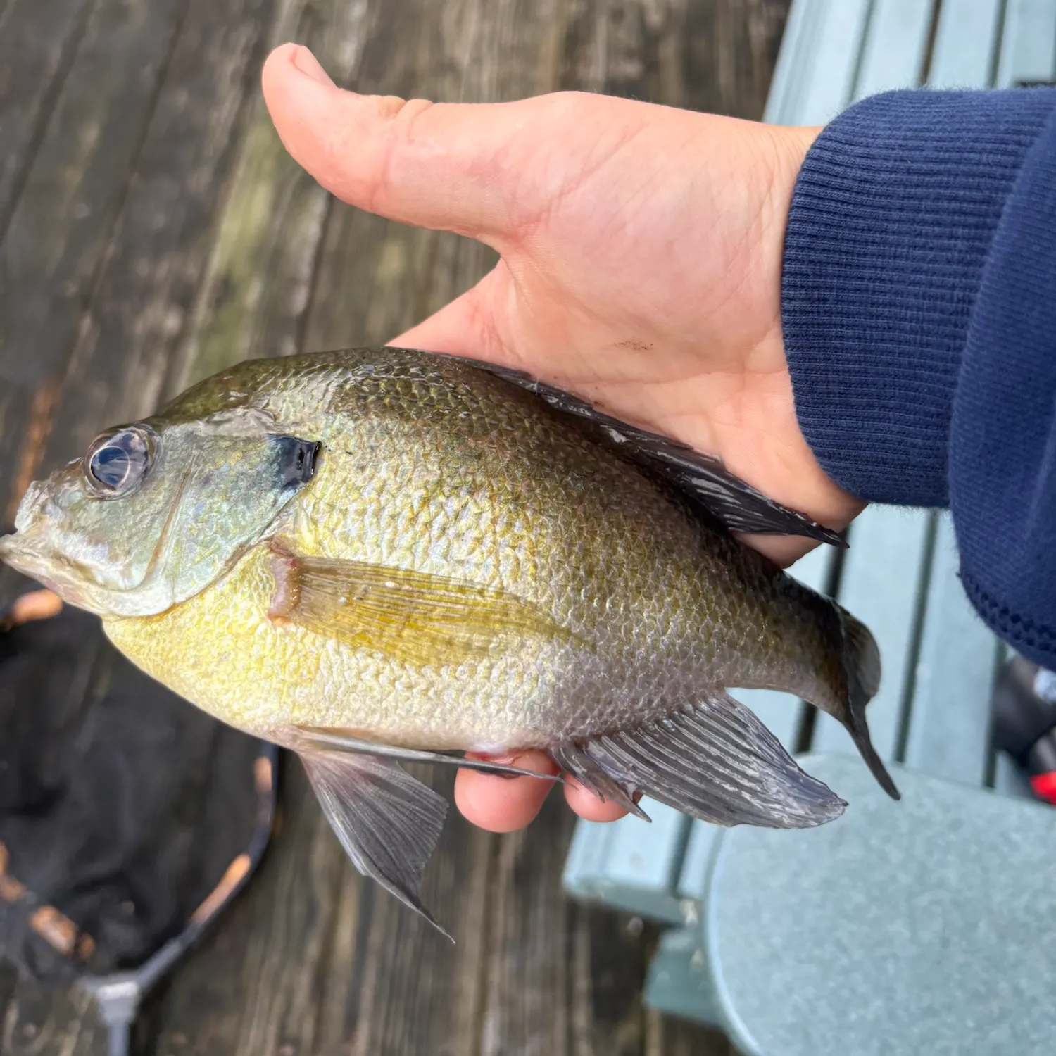 Bluegill caught on Fishbrain