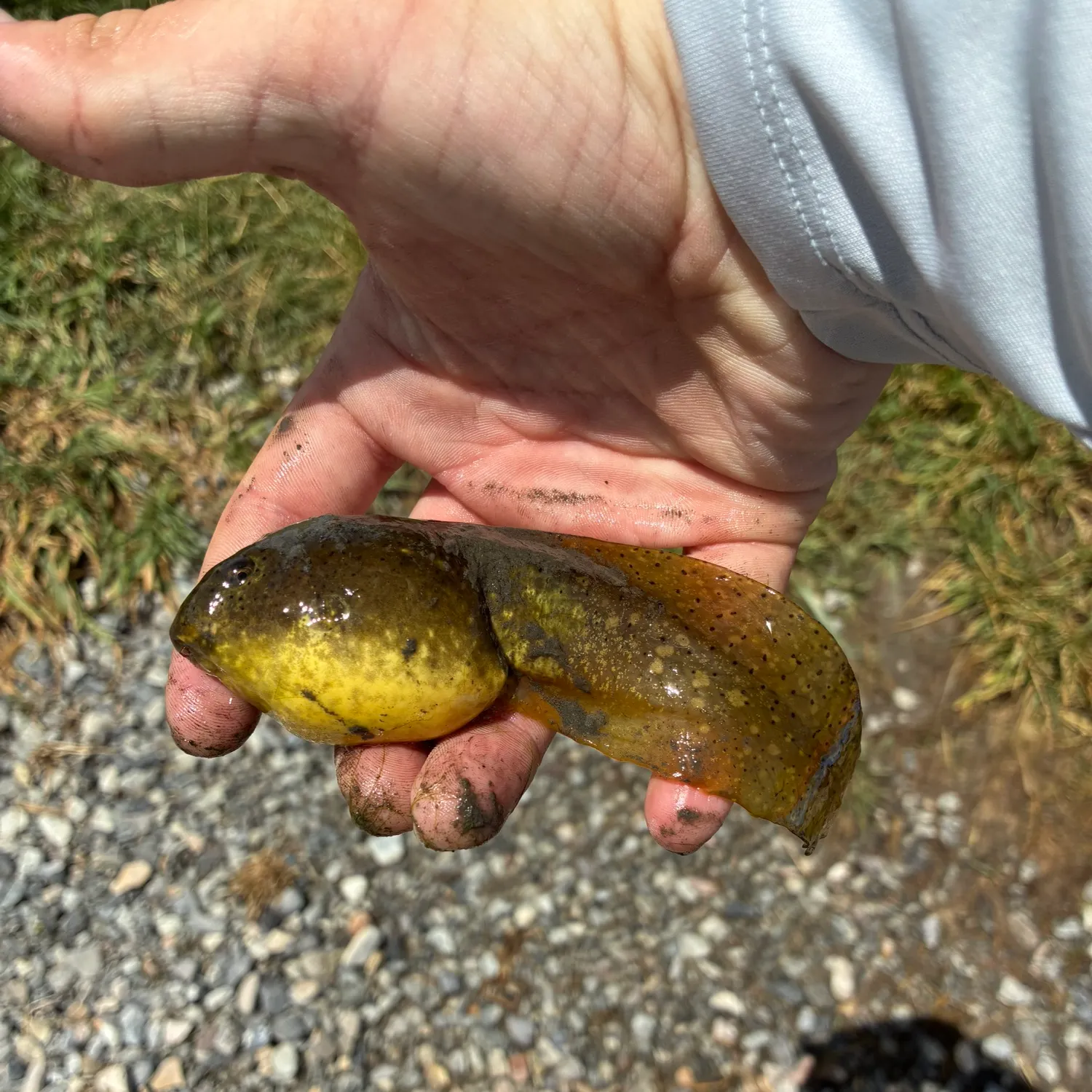 The most recent Tadpole fish catches on Fishbrain