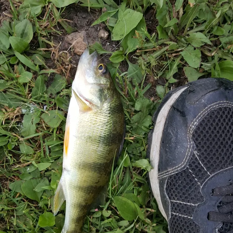 Yellow perch caught on Fishbrain