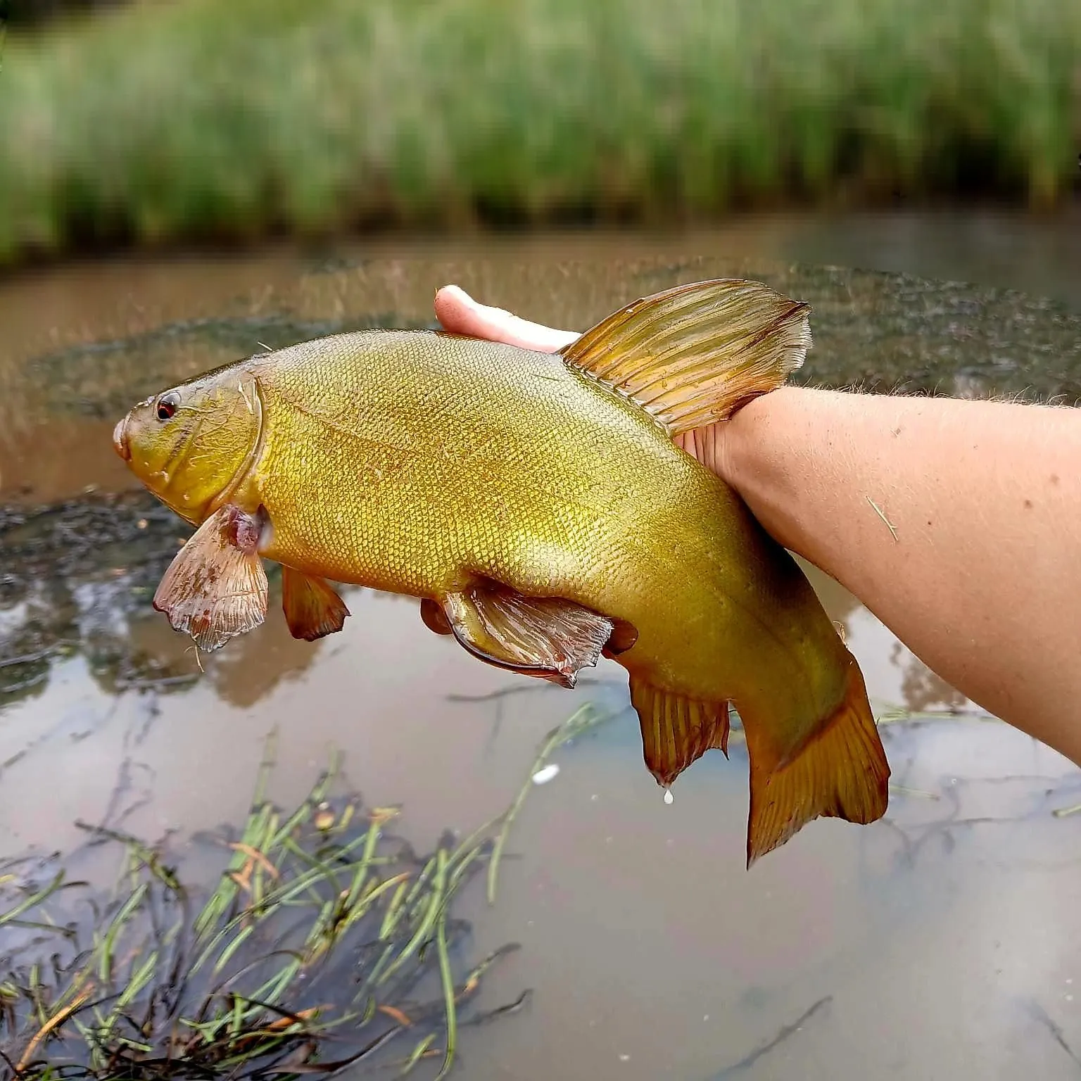 The most recent Tench catches on Fishbrain