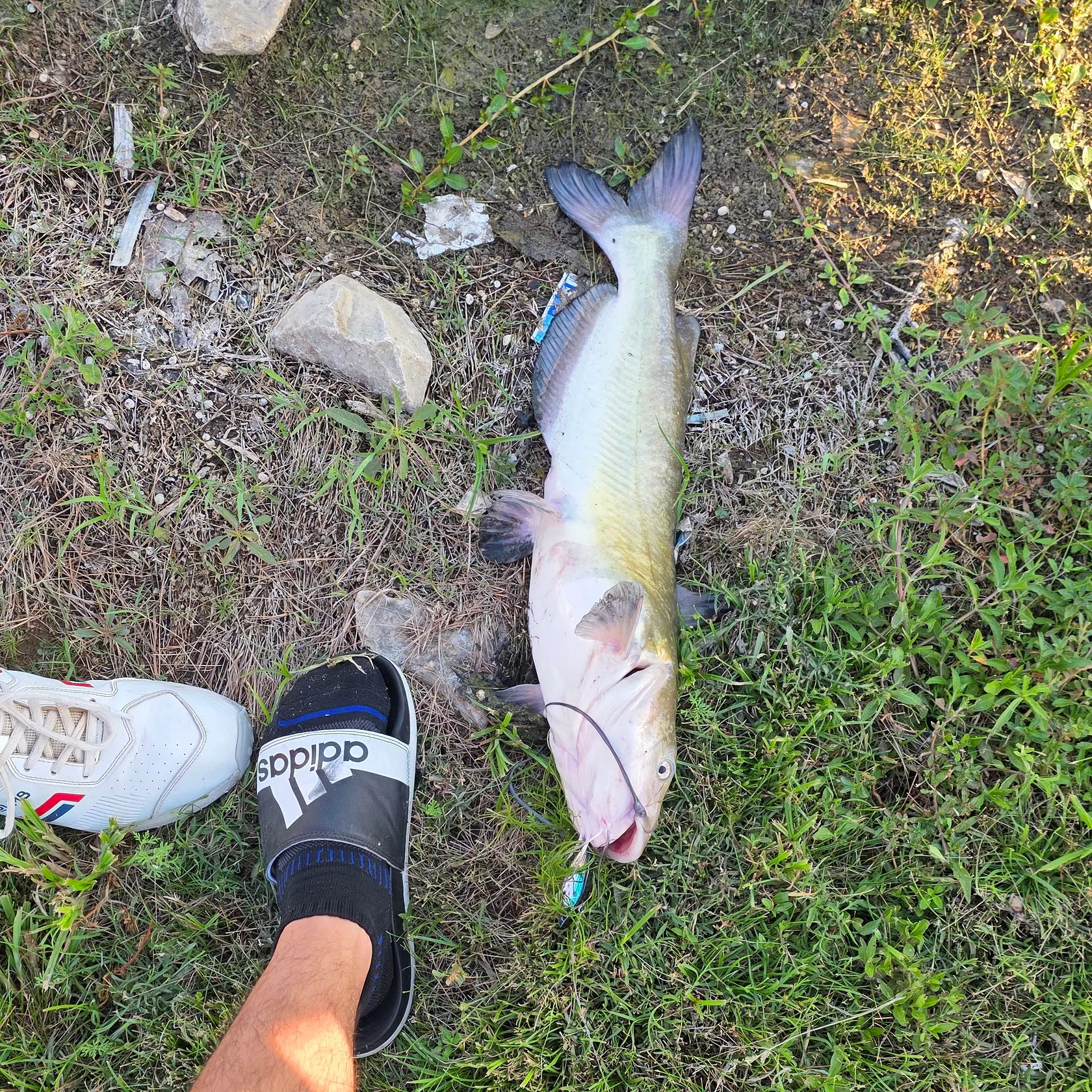 Channel catfish caught on Fishbrain