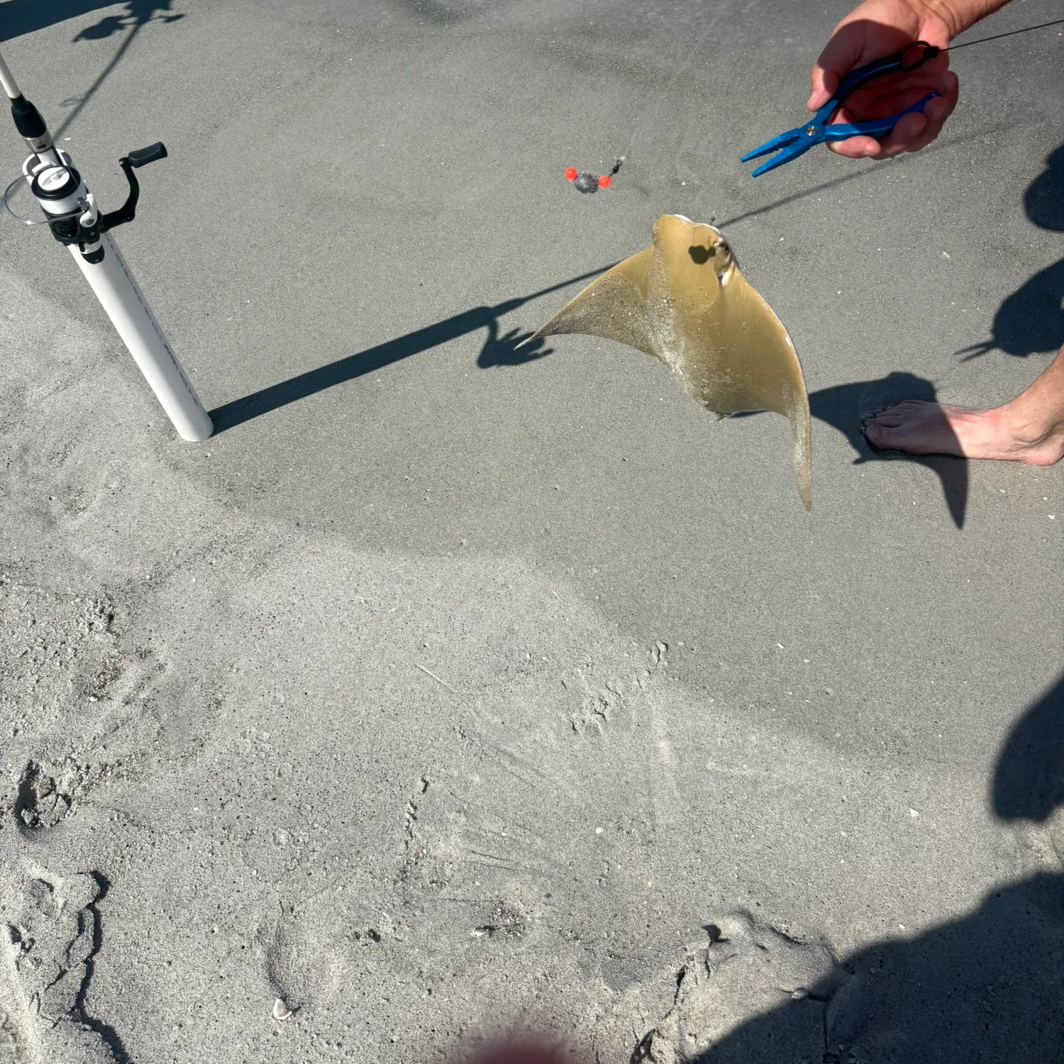 The most recent Cowtail stingray catches on Fishbrain