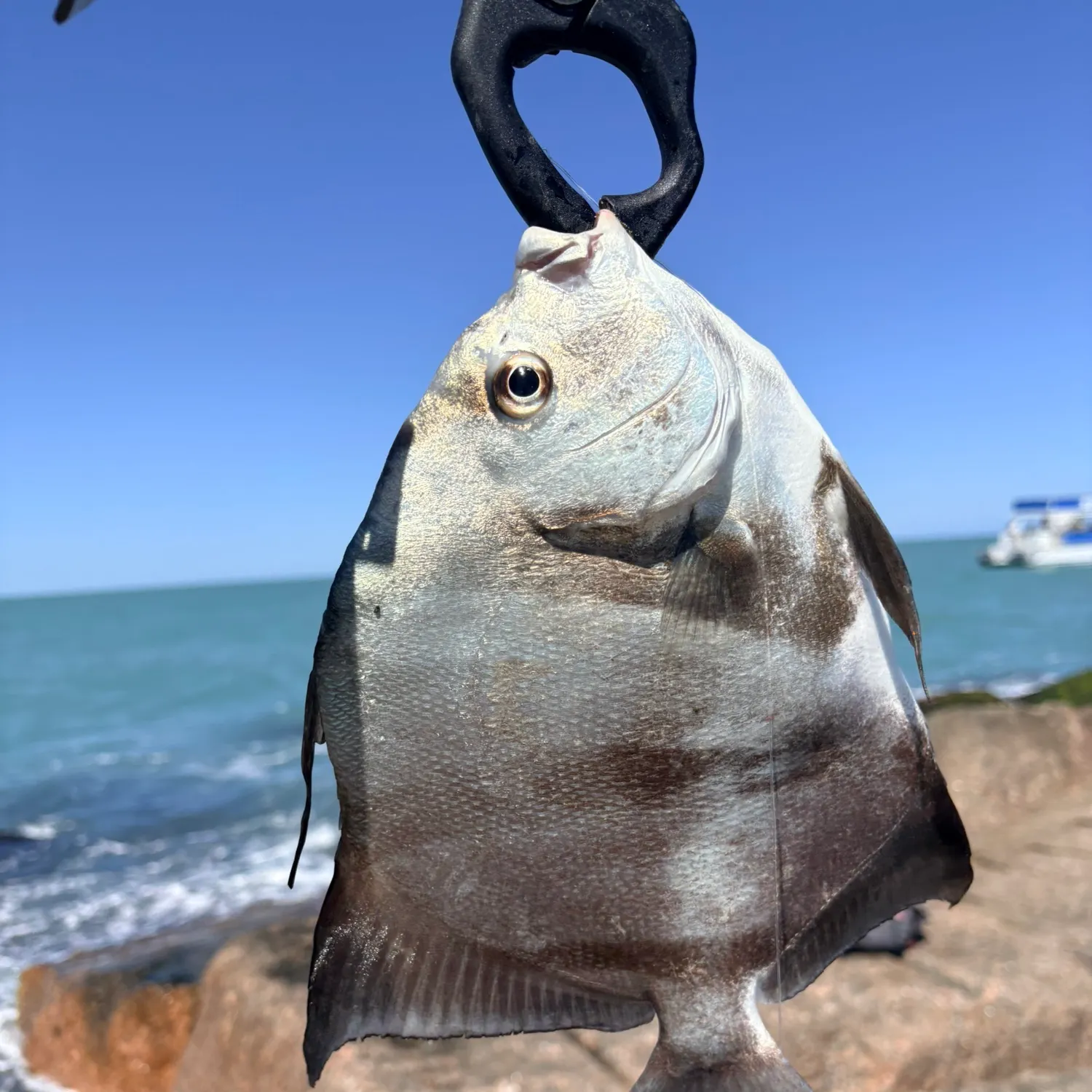 The most recent Atlantic spadefish catches on Fishbrain