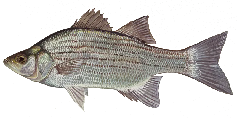 White bass