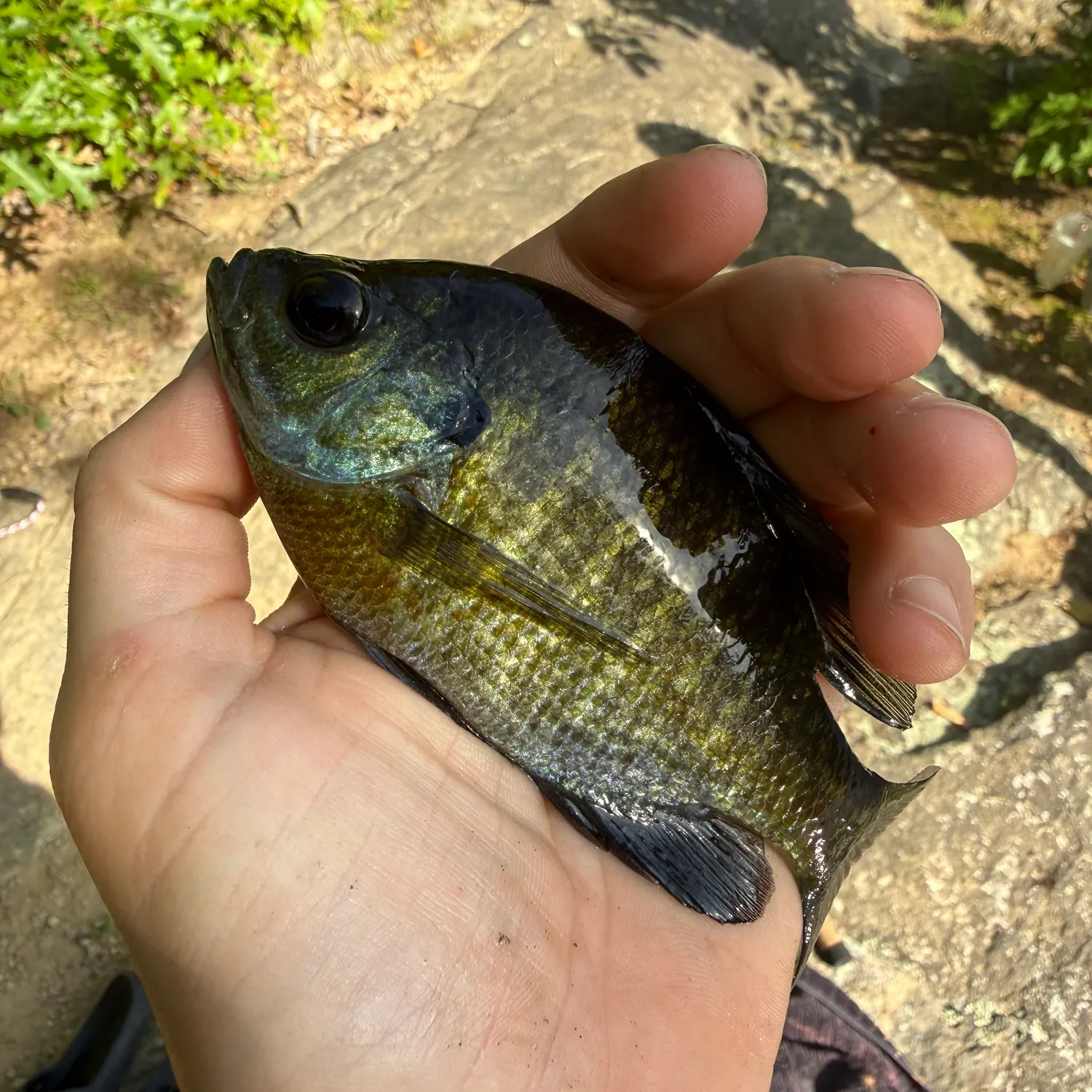 Bluegill caught on Fishbrain