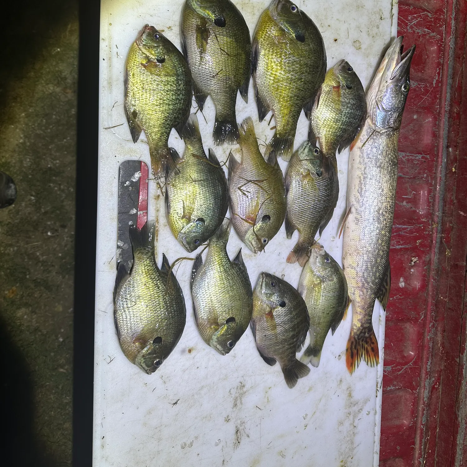 recently logged catches