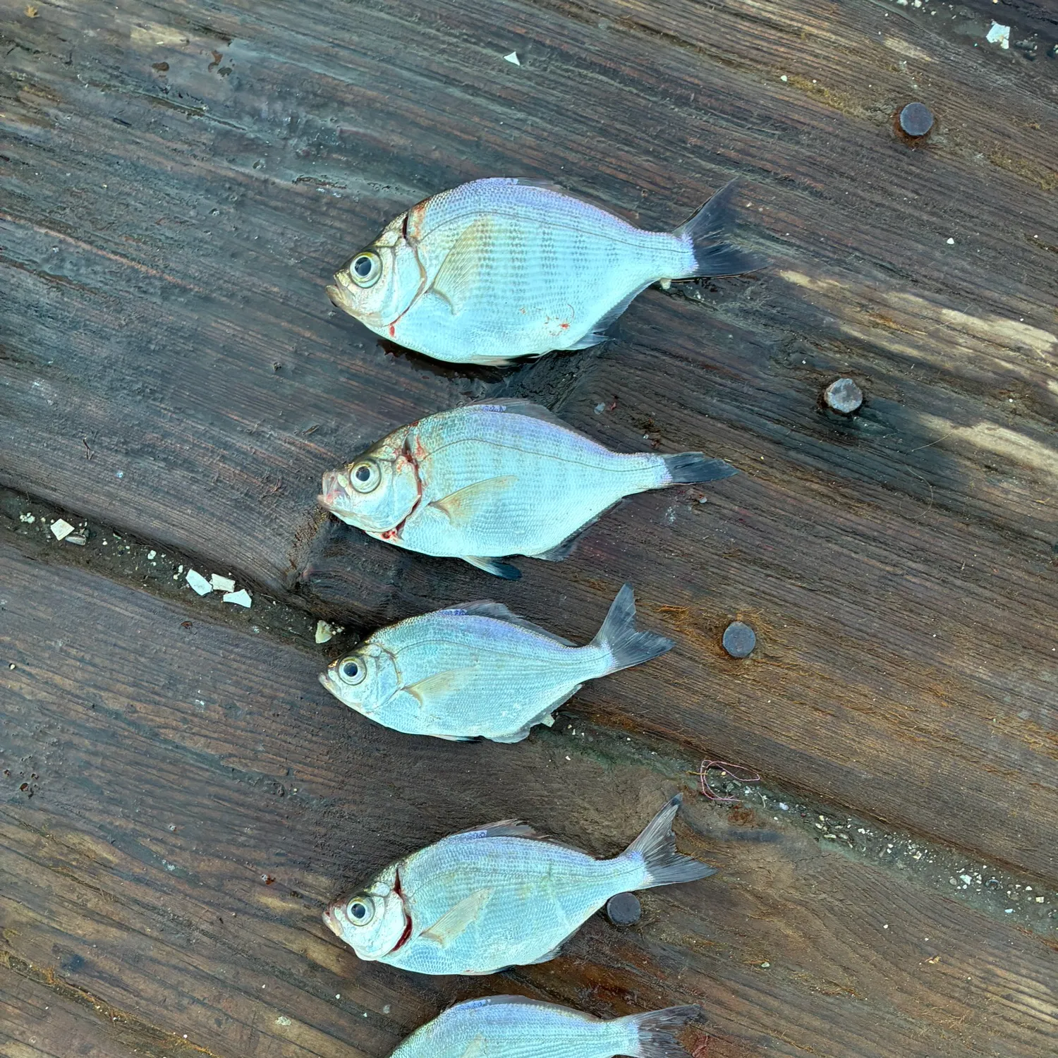 recently logged catches