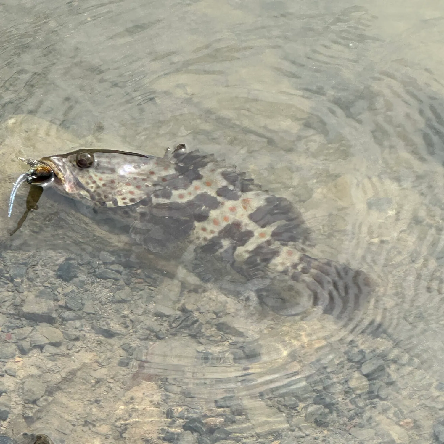 Fish caught on Fishbrain