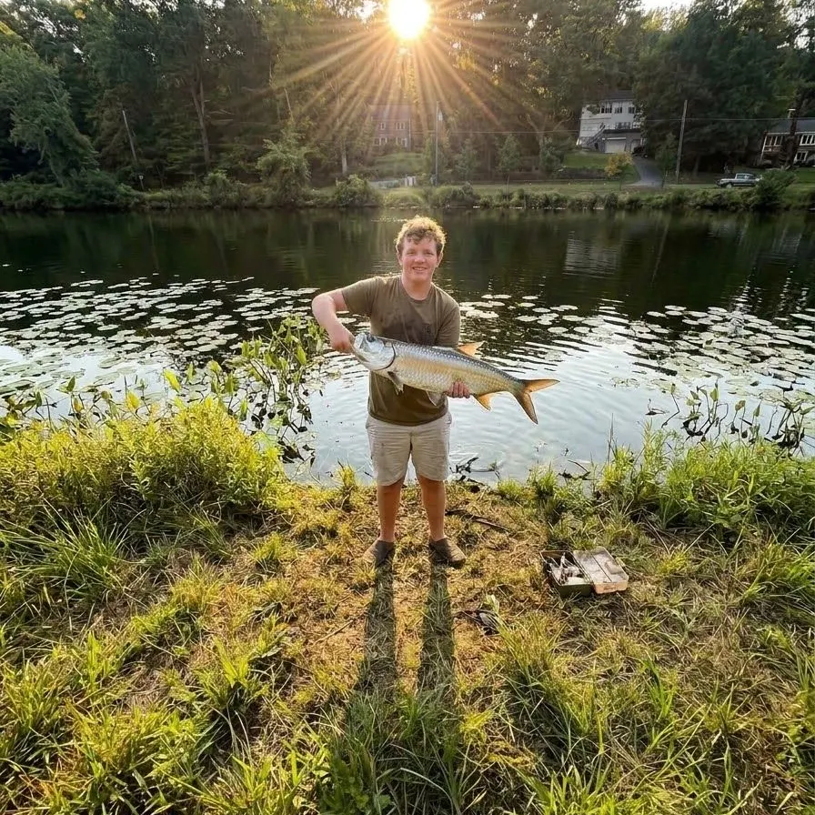 American shad caught on Fishbrain