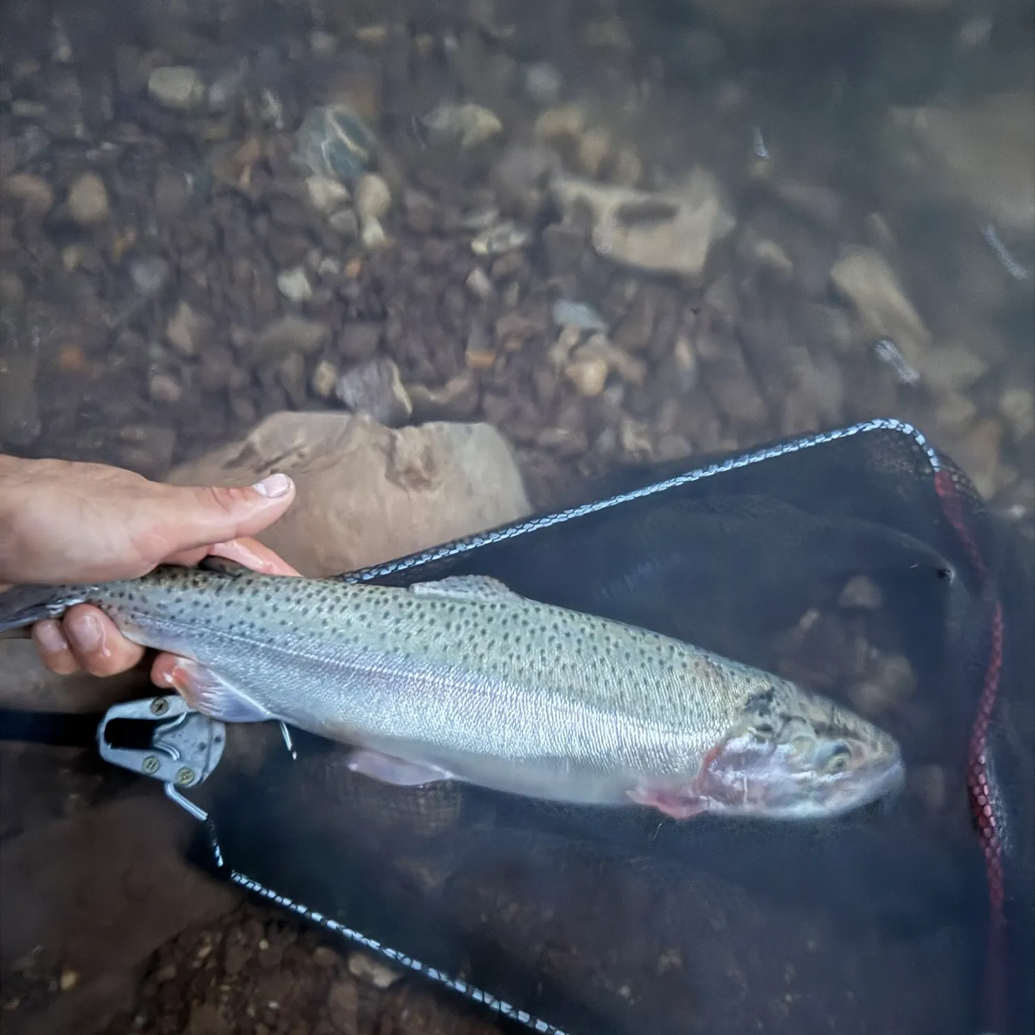 Rainbow trout caught on Fishbrain