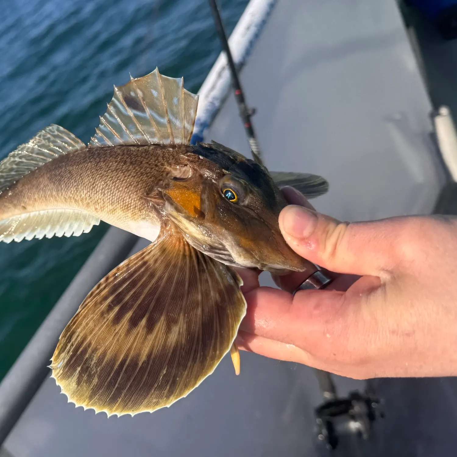 catch