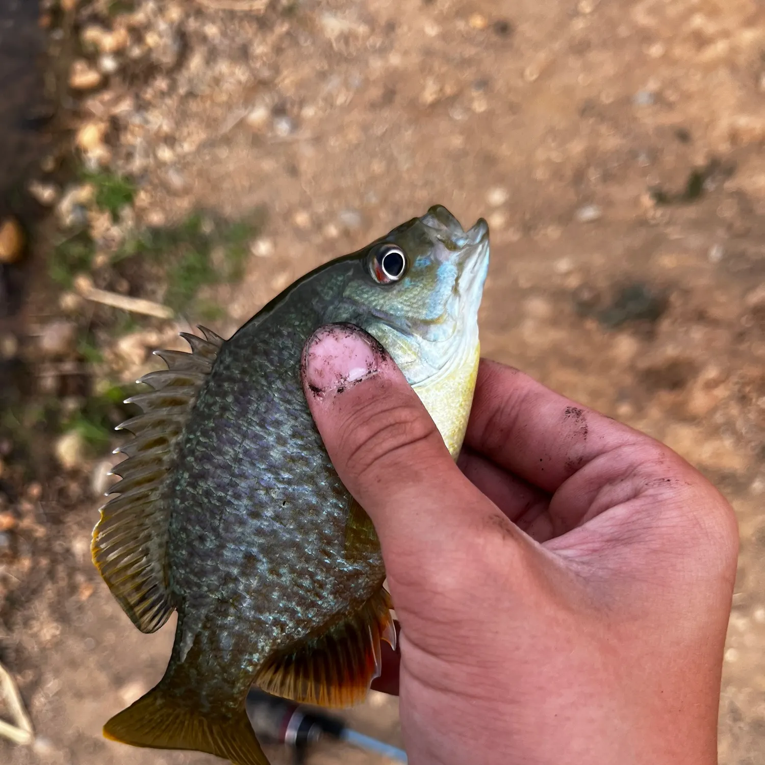 The most recent Redear sunfish catches on Fishbrain