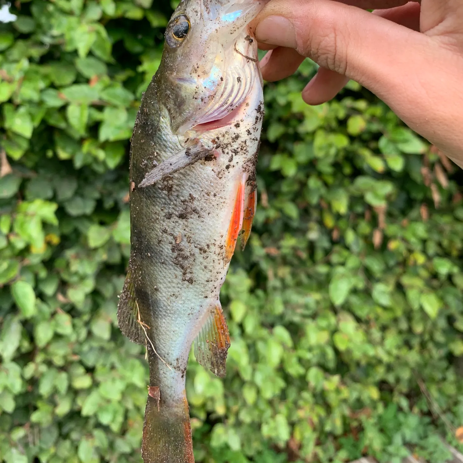 European perch caught on Fishbrain