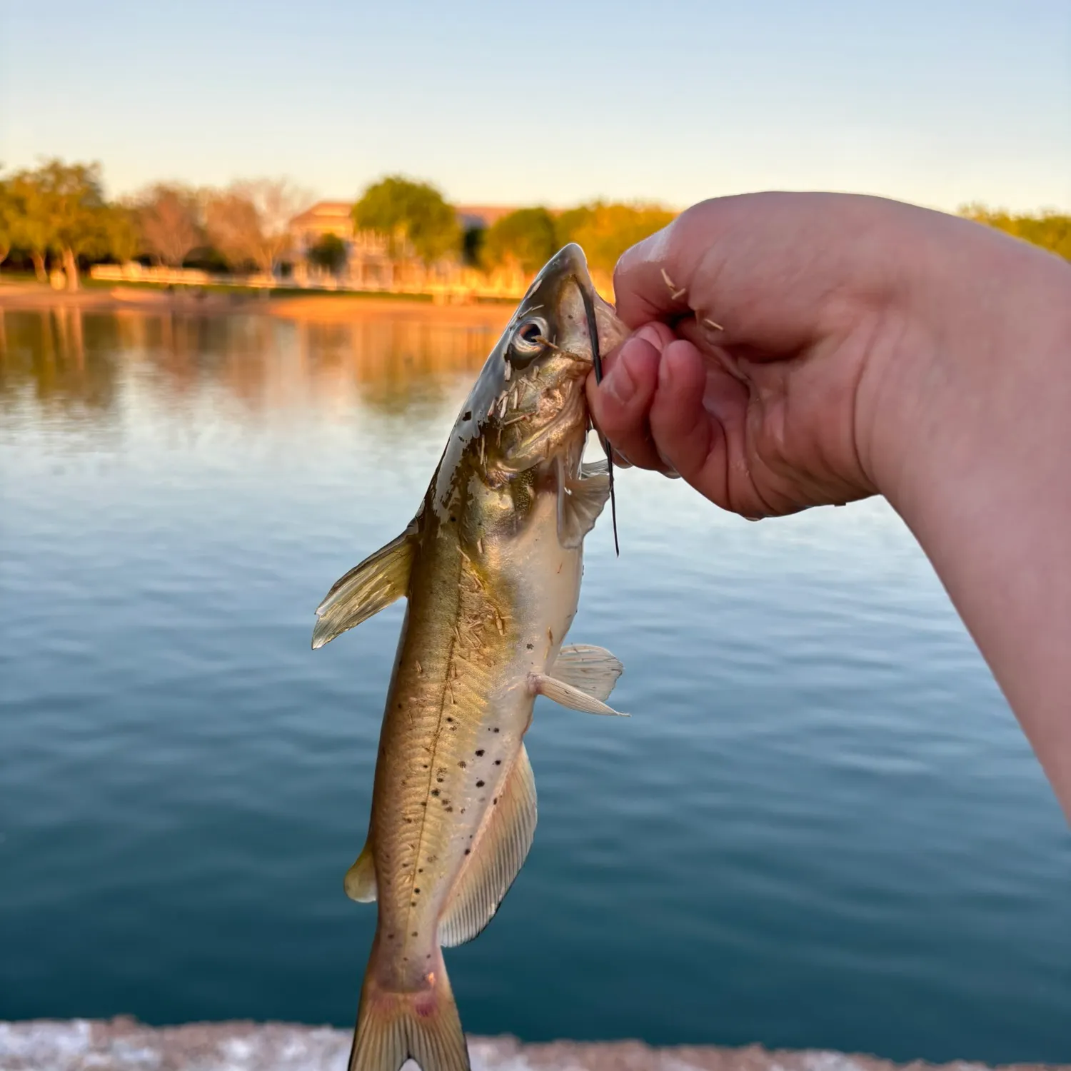 catch