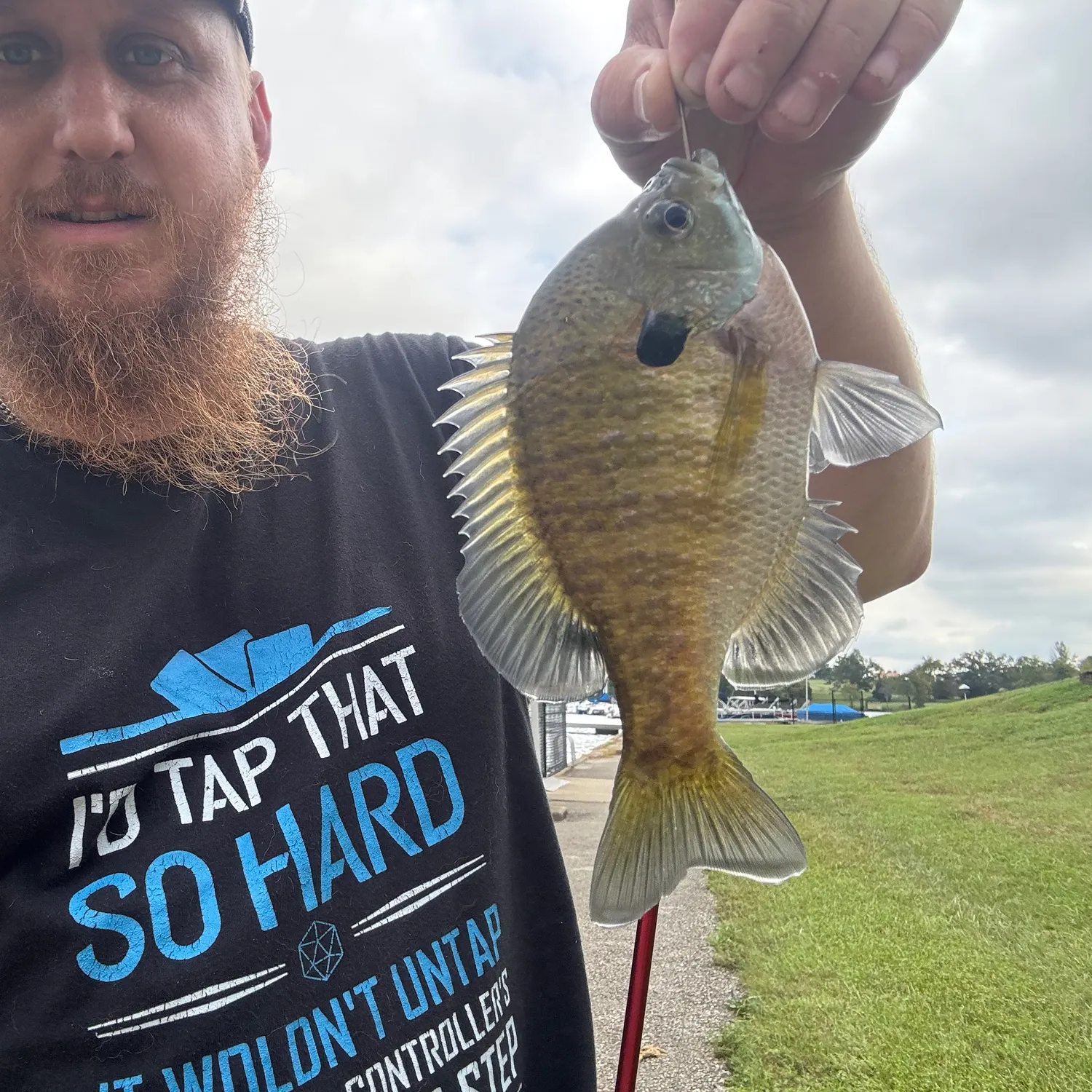 Bluegill caught on Fishbrain