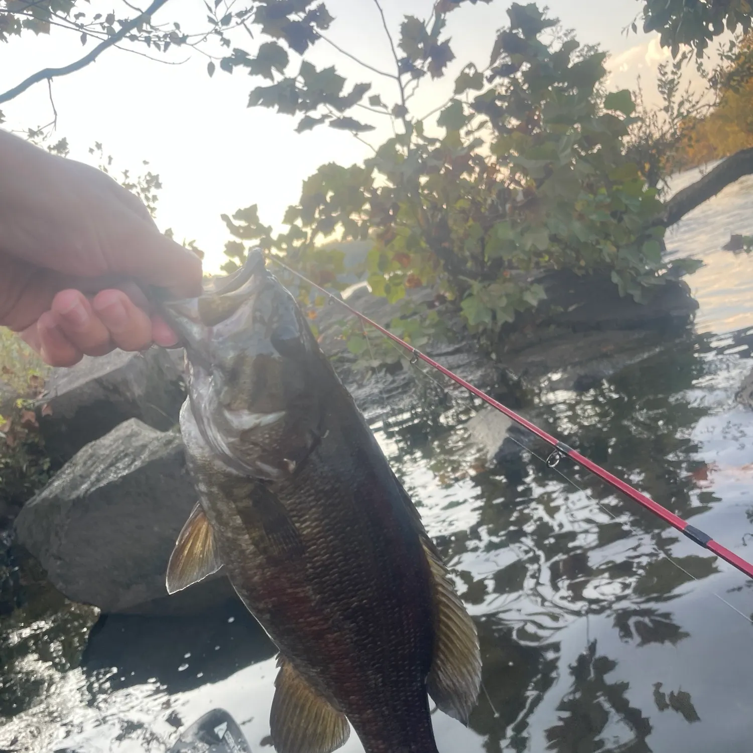 Smallmouth bass caught on Fishbrain