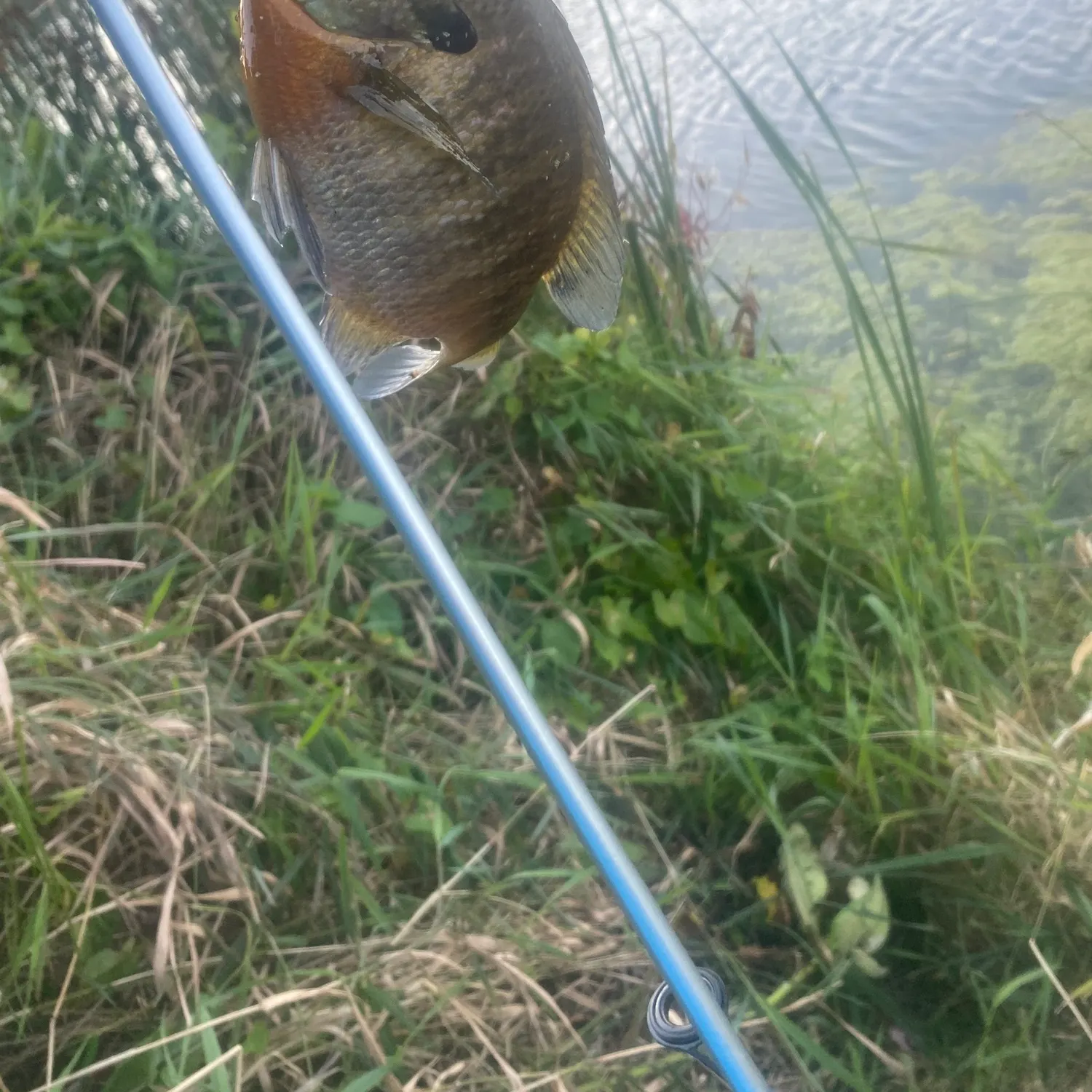 Bluegill caught on Fishbrain