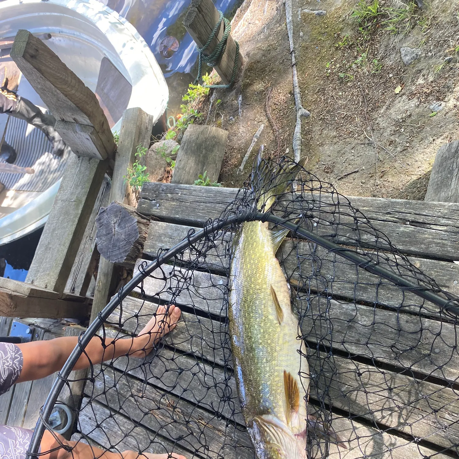 Northern pike caught on Fishbrain